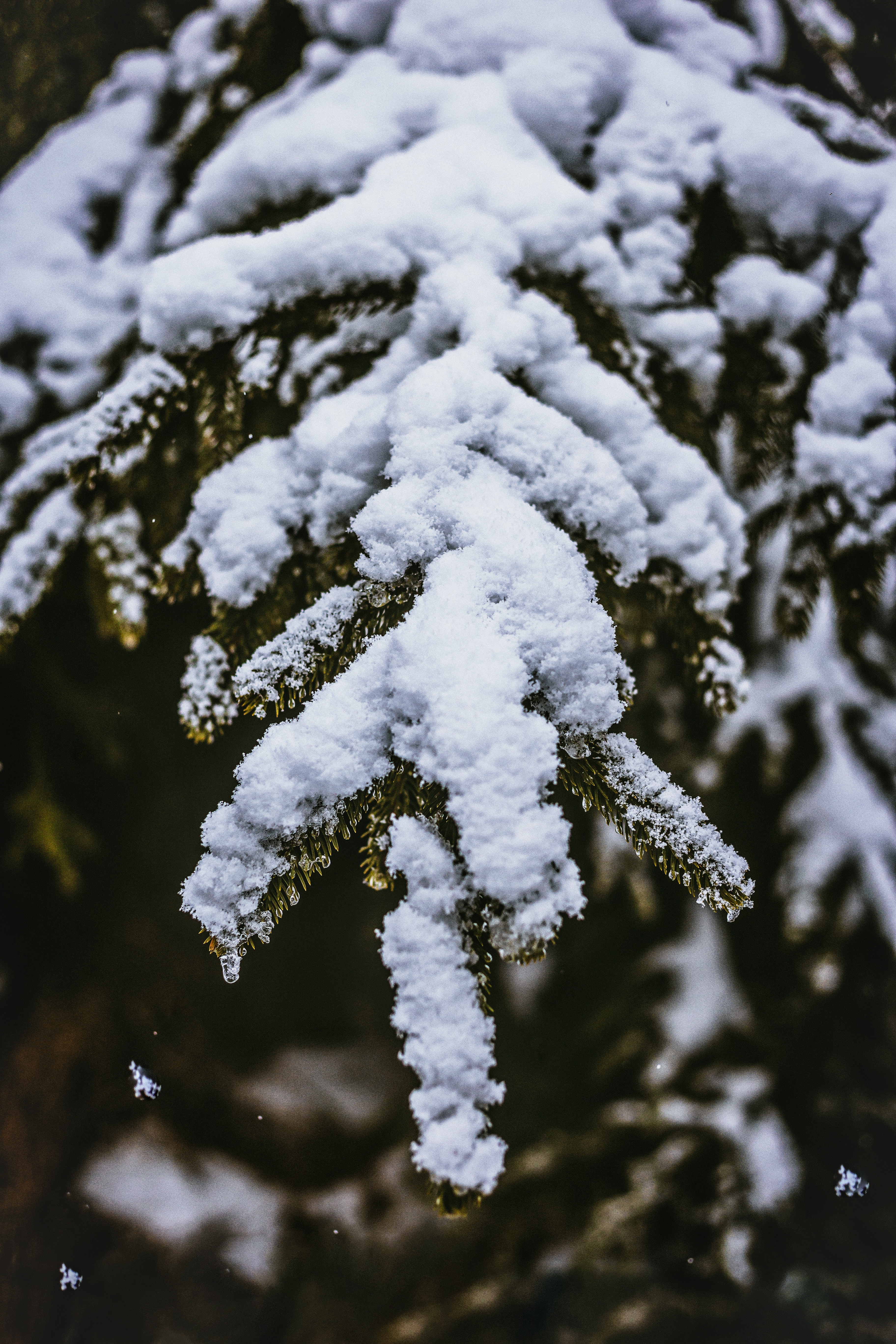 Download mobile wallpaper Smooth, Snow, Snowbound, Nature, Snow Covered, Branch, Blur for free.