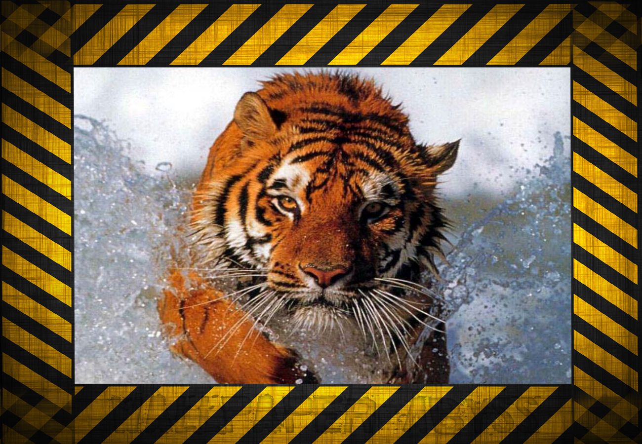 Baixar papel de parede para celular de Animais, Tigre gratuito.