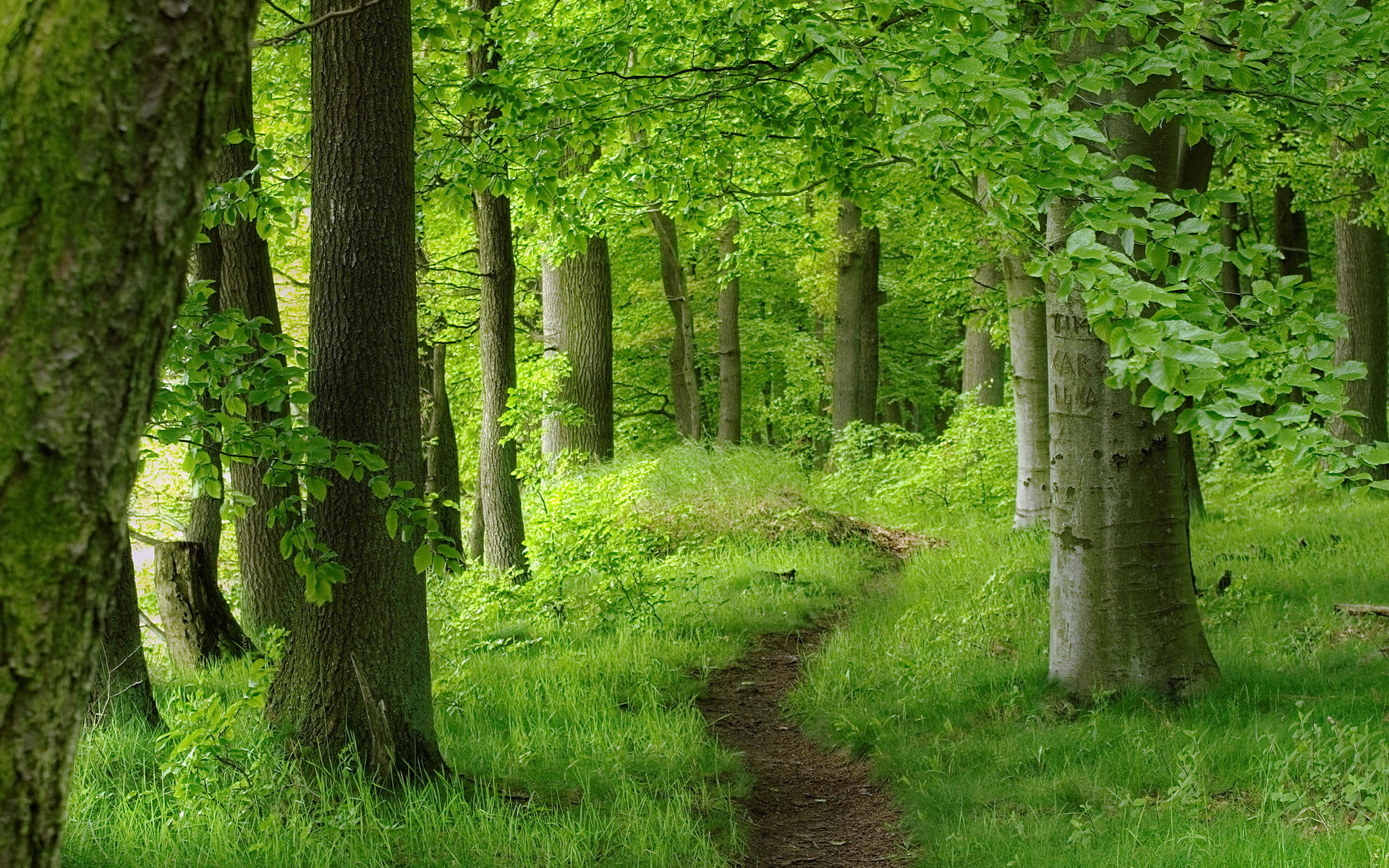 Скачать обои бесплатно Дорога, Лес, Дерево, Зеленый, Земля/природа картинка на рабочий стол ПК