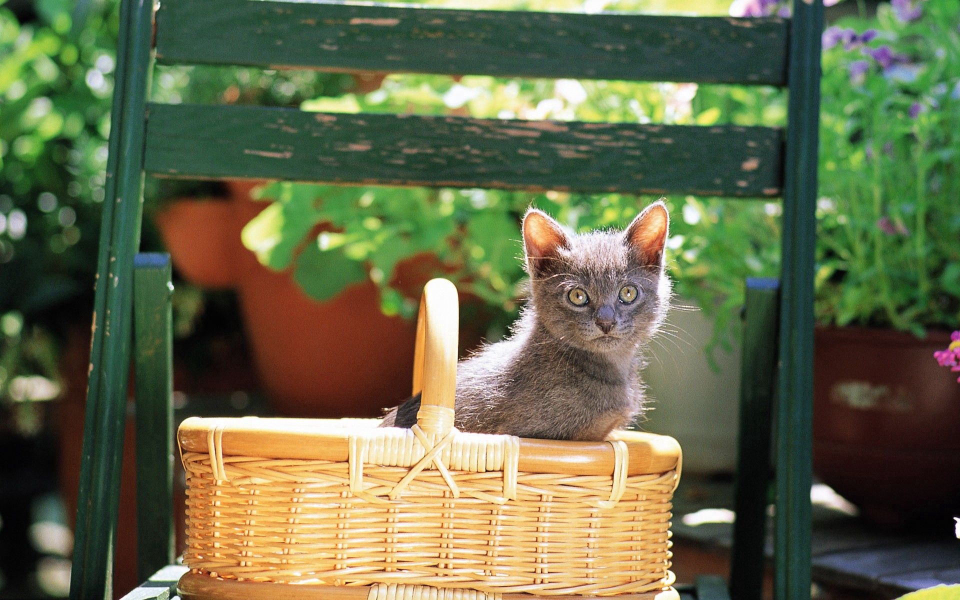 animals, sit, cat, kitty, kitten, color, basket