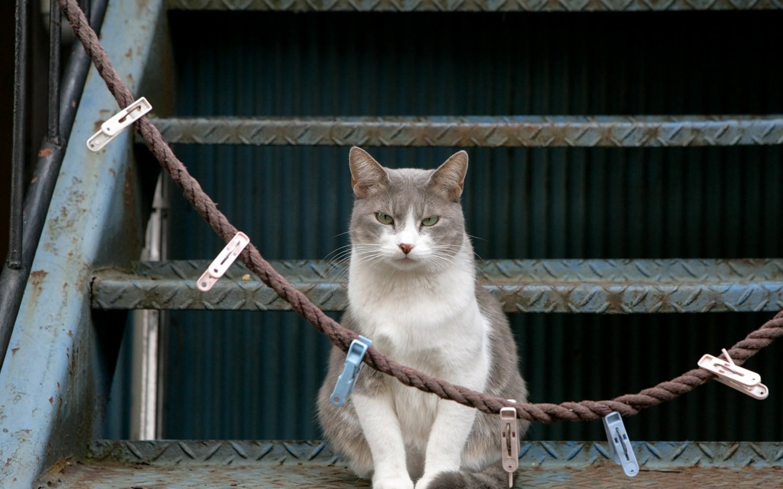 Descarga gratuita de fondo de pantalla para móvil de Gato, Gatos, Animales.