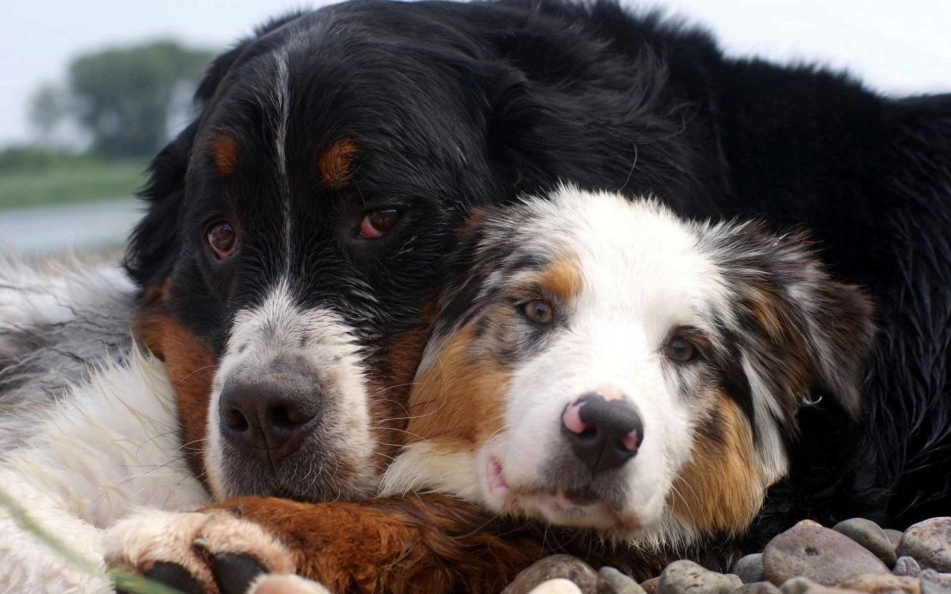 PCデスクトップに動物, 犬, 可愛い, 愛する画像を無料でダウンロード
