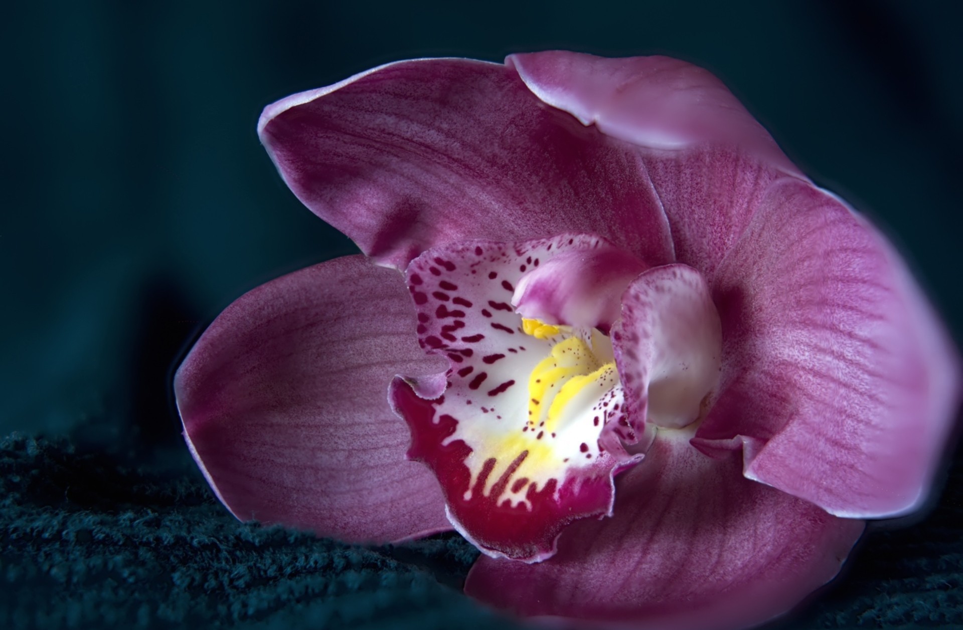 Téléchargez gratuitement l'image Orchidée, Fleurs, Terre/nature sur le bureau de votre PC