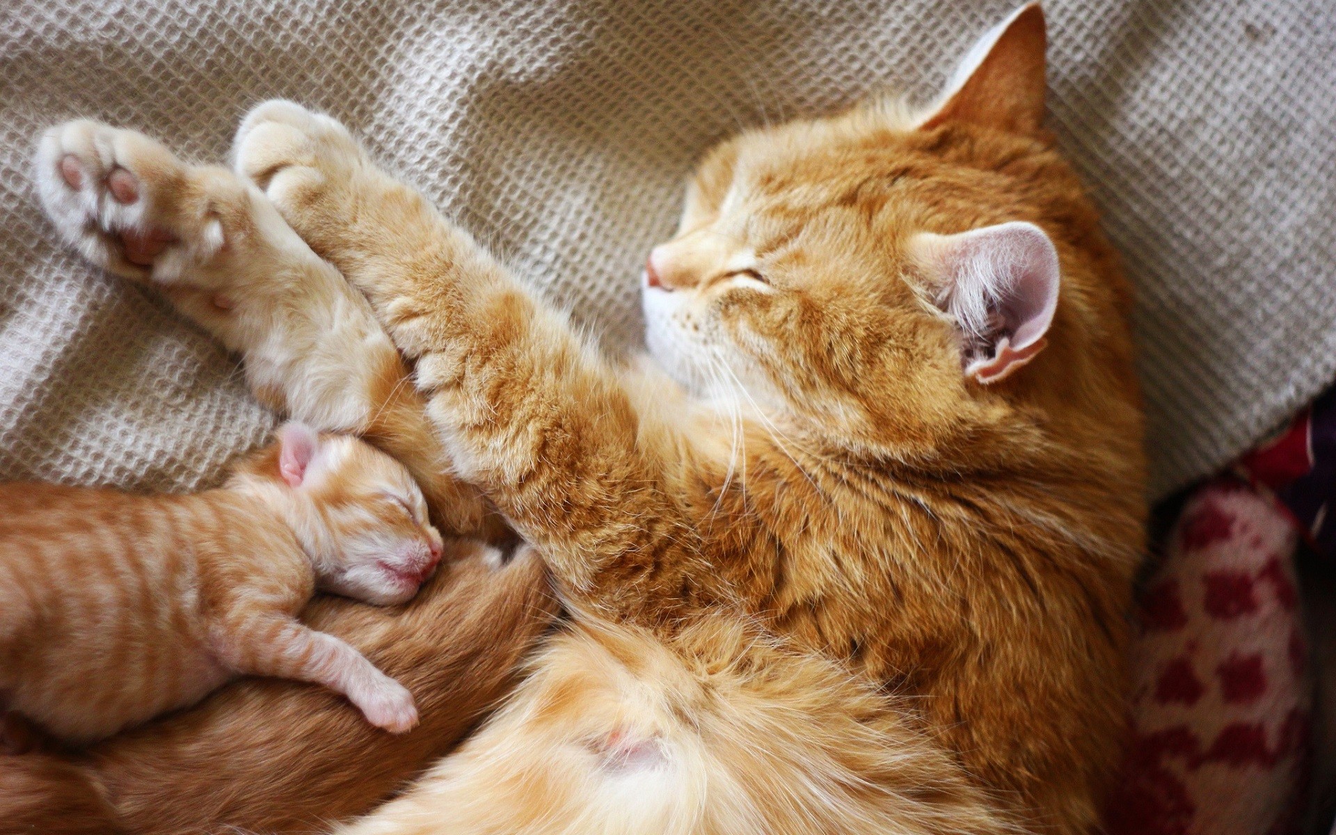 361176 Protetores de tela e papéis de parede Gatos em seu telefone. Baixe  fotos gratuitamente