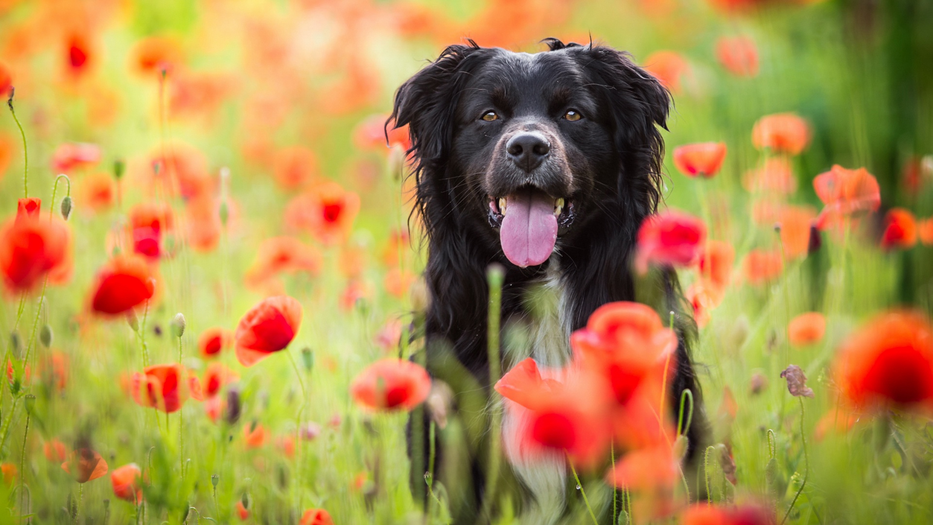 Download mobile wallpaper Dogs, Flower, Dog, Animal, Poppy, Red Flower, Depth Of Field for free.