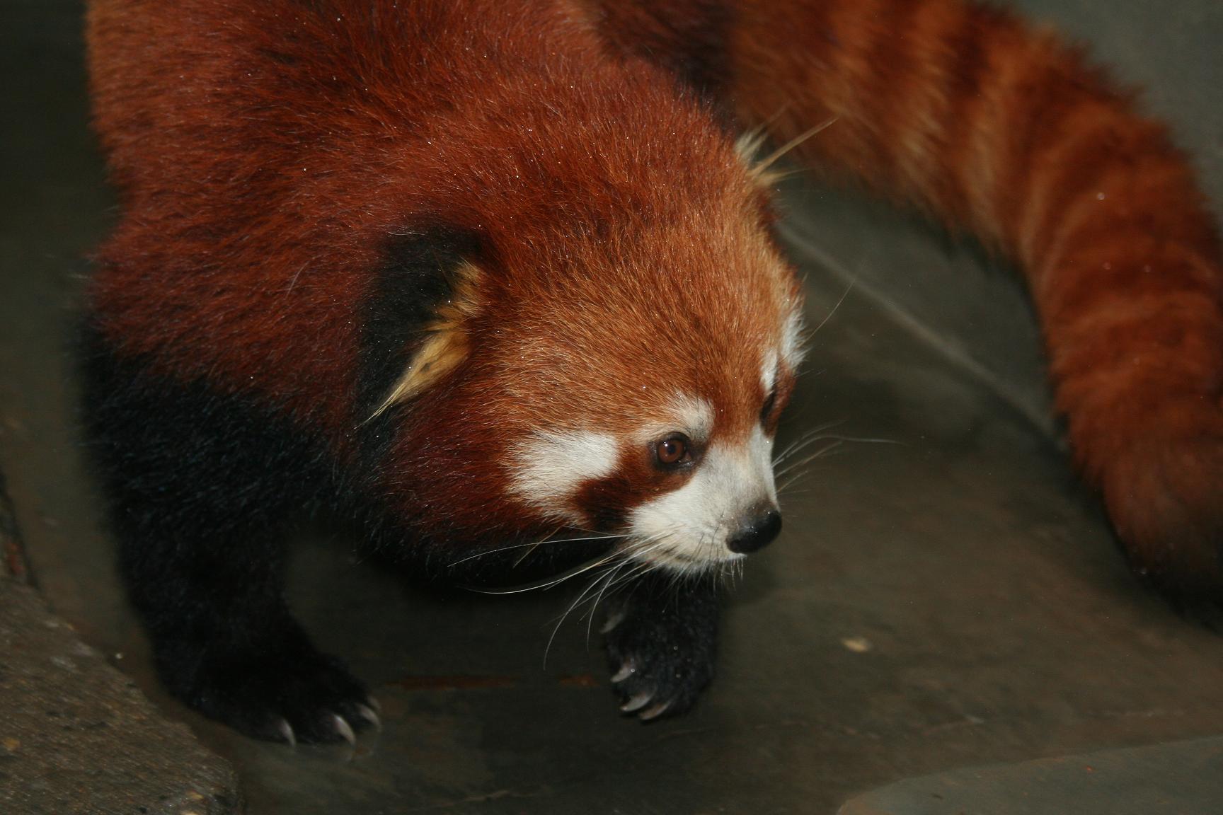 1077427 télécharger le fond d'écran panda roux, animaux - économiseurs d'écran et images gratuitement