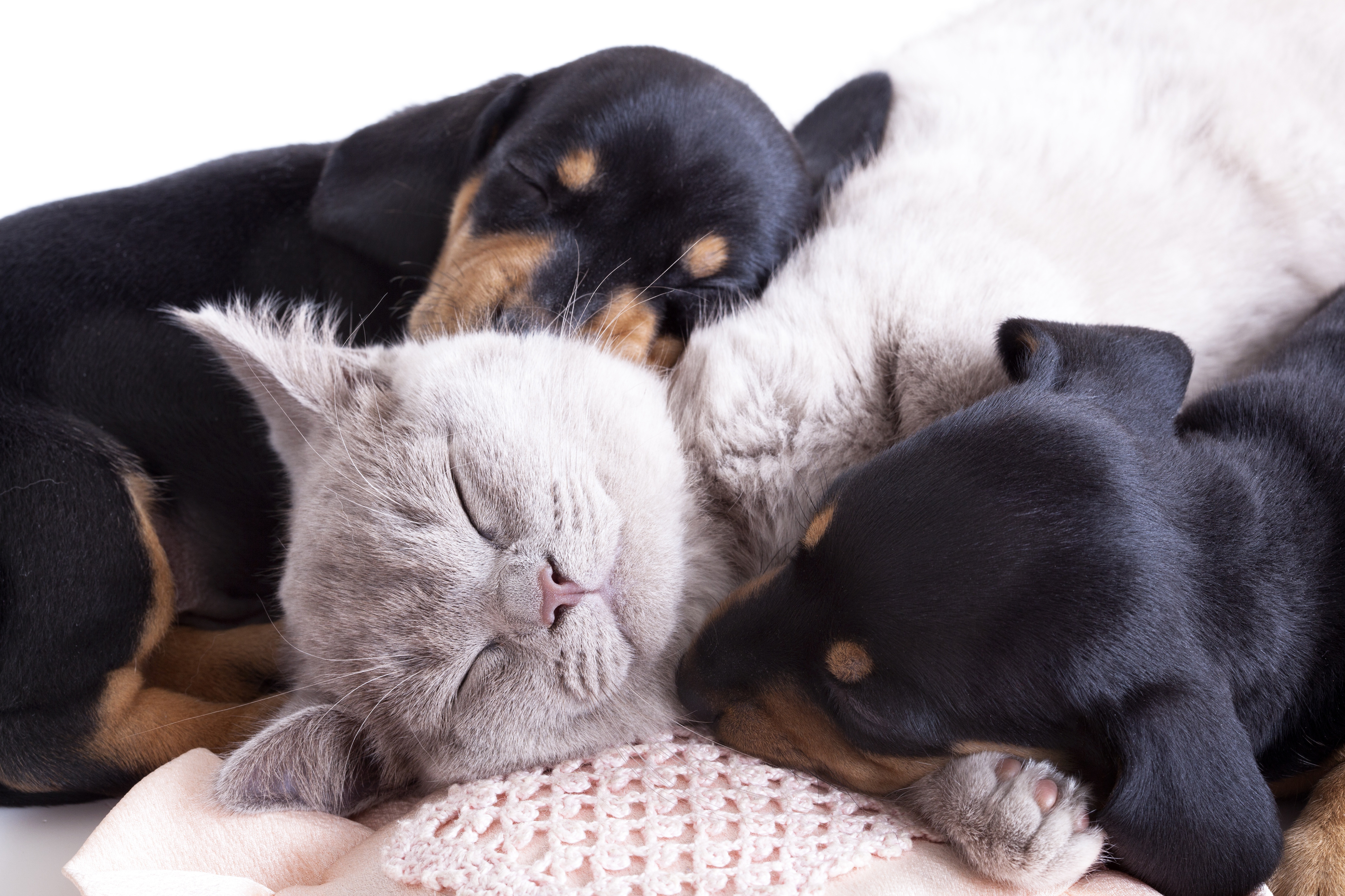 Free download wallpaper Cat, Dog, Animal, Puppy, Sleeping, Cute, Beagle, Baby Animal, Cat & Dog on your PC desktop