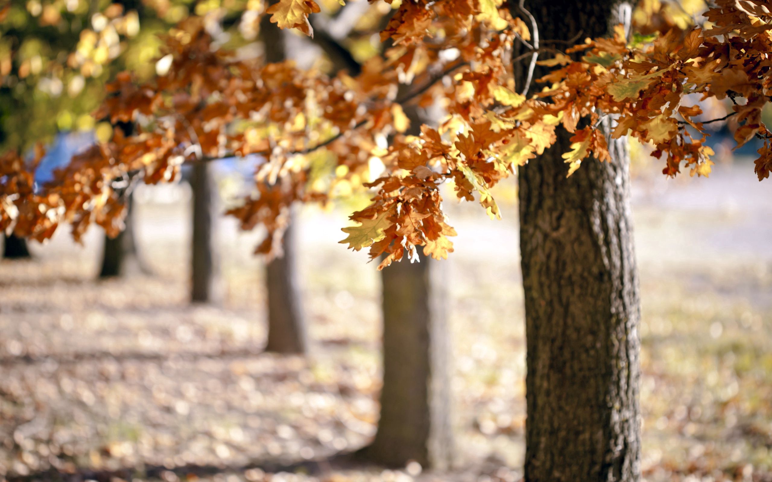 Скачать картинку Деревья, Природа, Листва, Осень в телефон бесплатно.