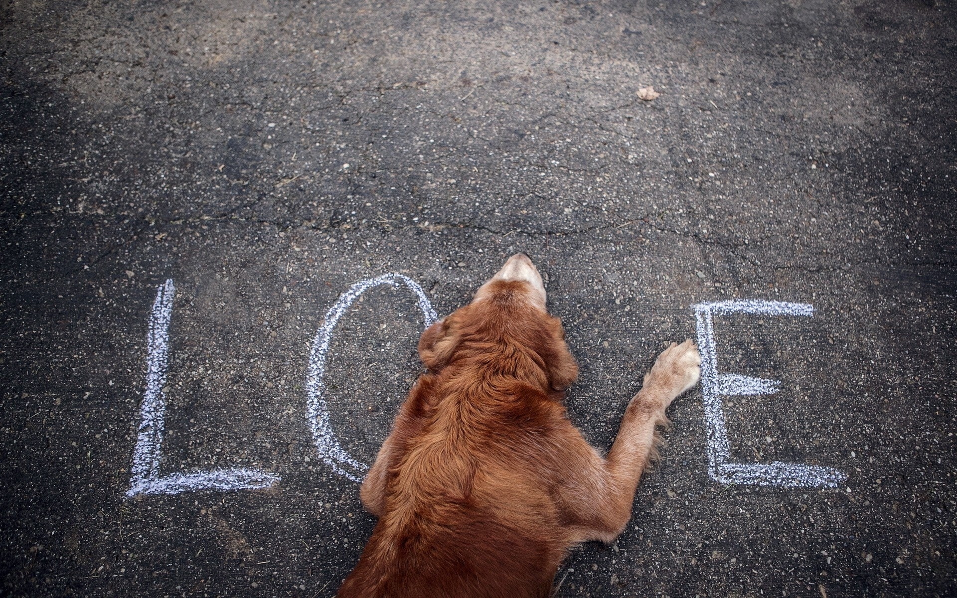 Téléchargez des papiers peints mobile Chiens, Chien, Animaux gratuitement.