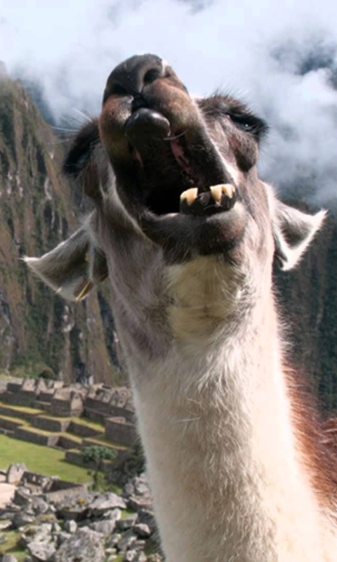 llama, animal HD wallpaper