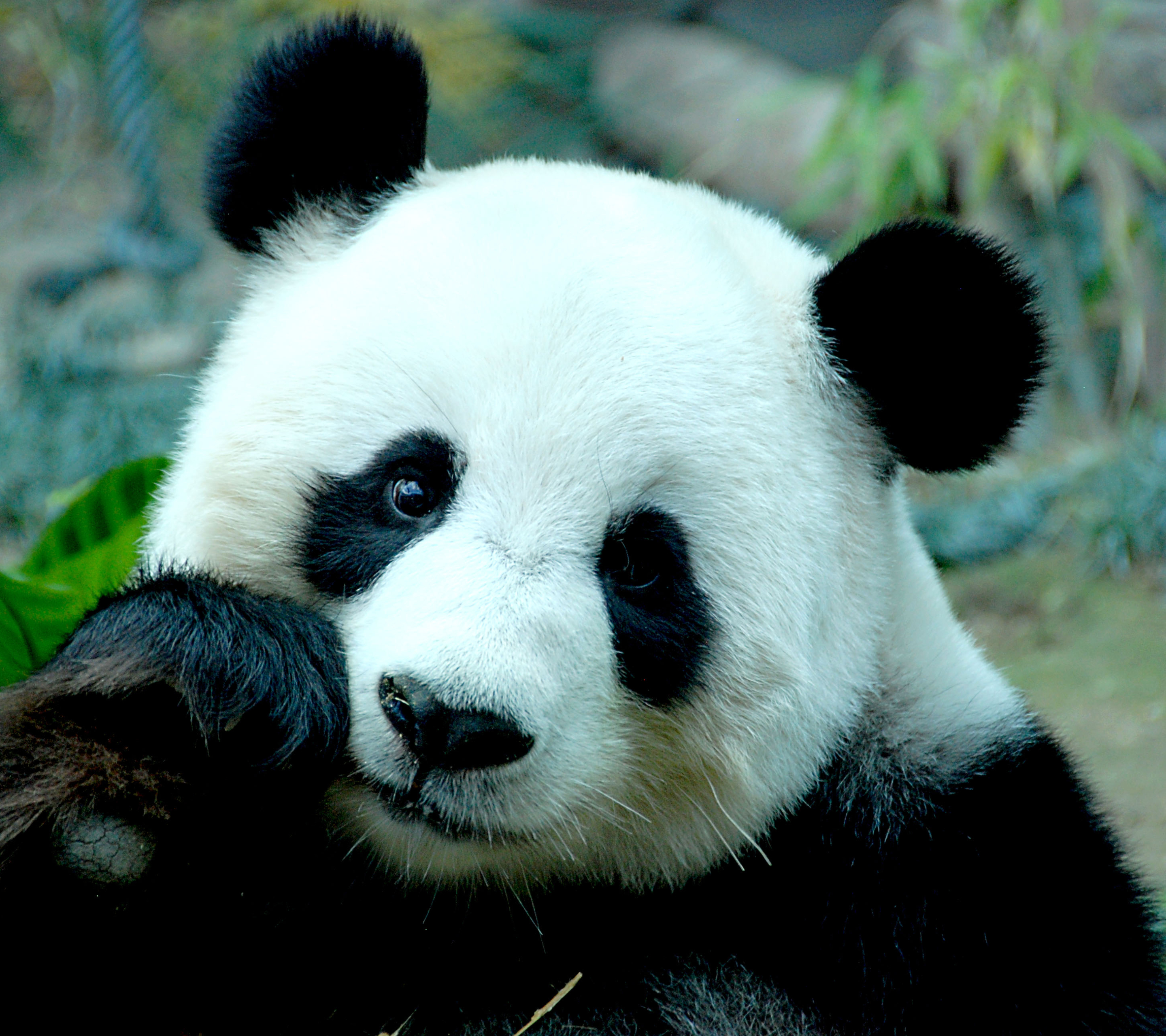 Download mobile wallpaper Animal, Panda for free.