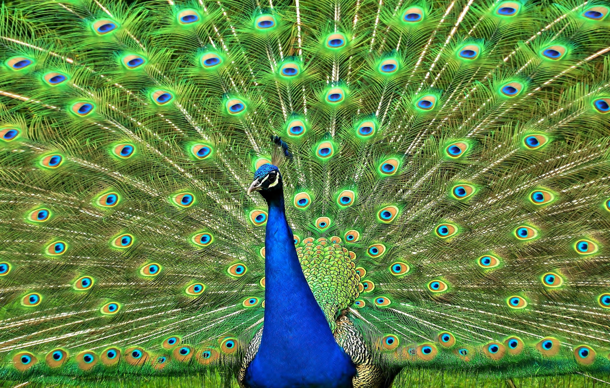 peacock, animals, bird, tail