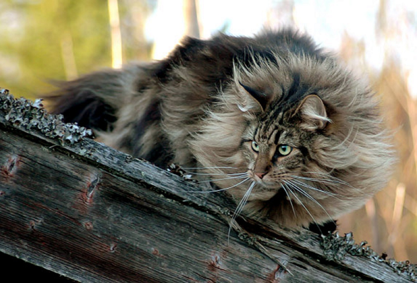 Descarga gratuita de fondo de pantalla para móvil de Gato, Gatos, Animales.