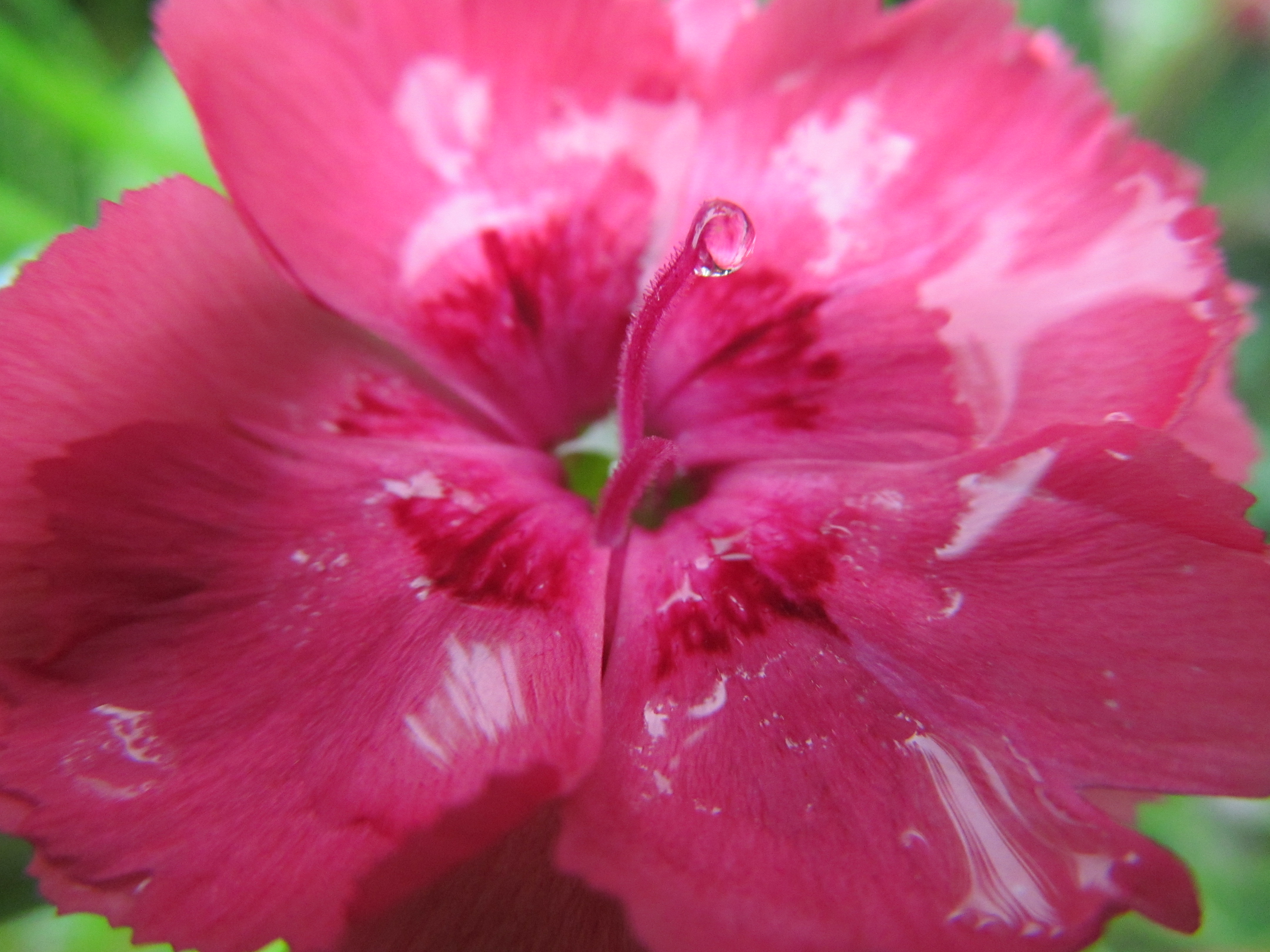 Descarga gratis la imagen Flores, Flor, Tierra/naturaleza en el escritorio de tu PC