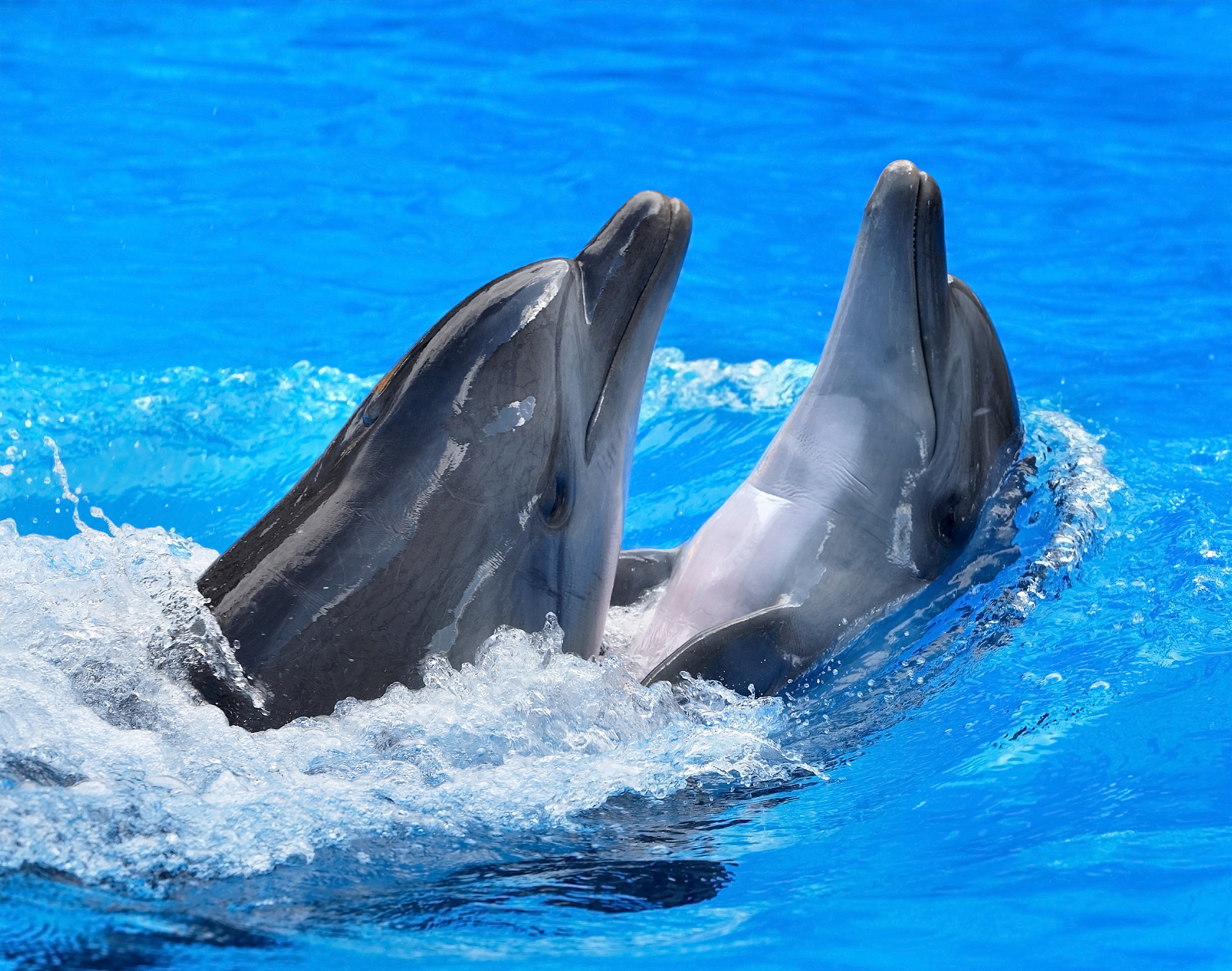 541793 Hintergrundbild herunterladen delfin, tiere, großer tümmler - Bildschirmschoner und Bilder kostenlos