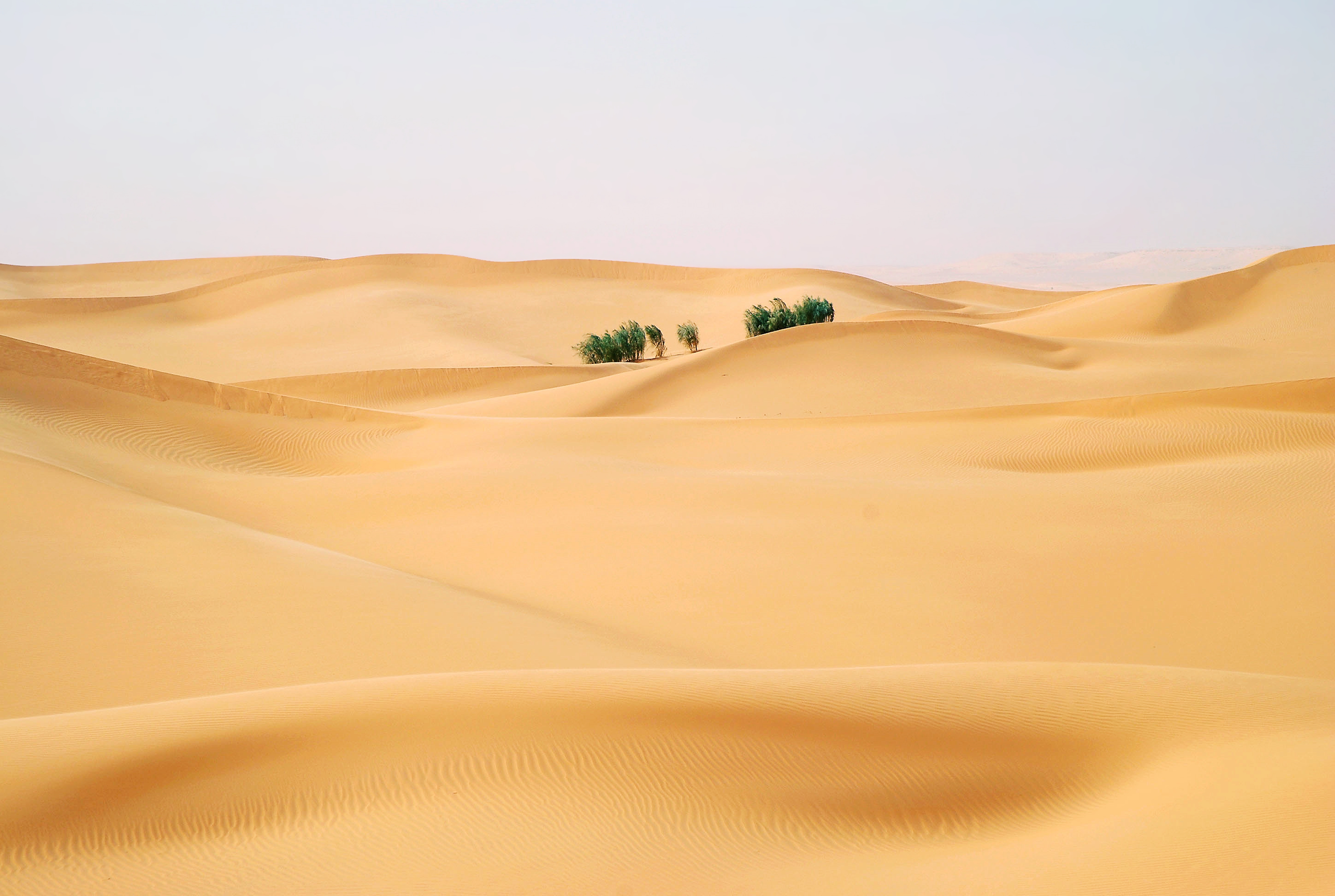 sahara, landscape, earth, desert, africa, dune, oasis, sand