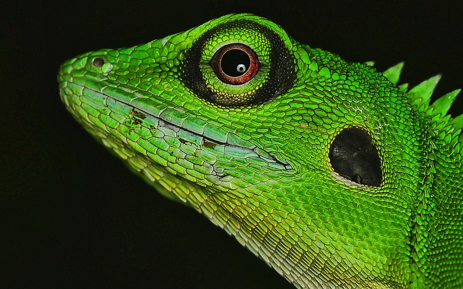 Téléchargez gratuitement l'image Iguane, Reptiles, Animaux sur le bureau de votre PC