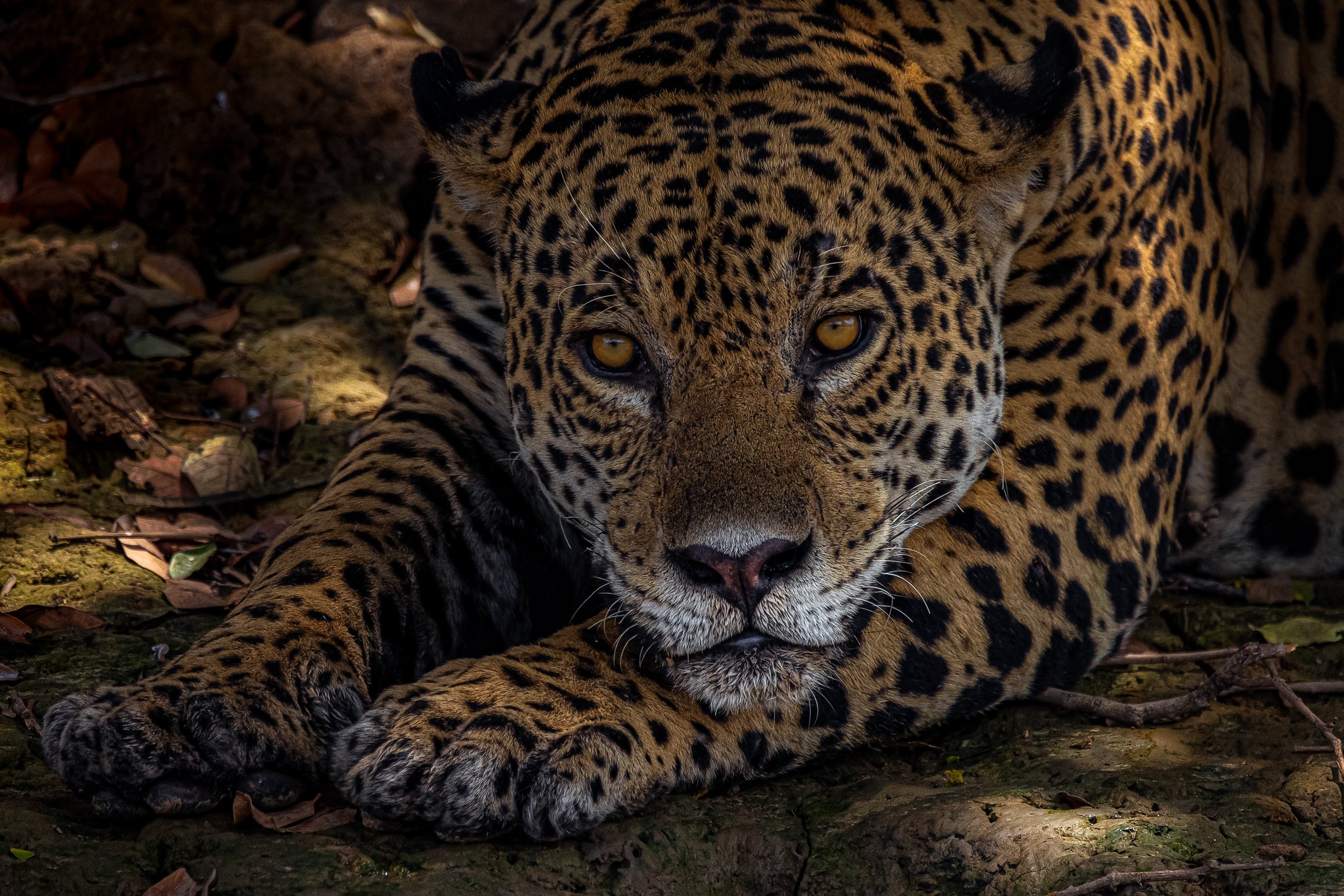 Download mobile wallpaper Cats, Jaguar, Animal for free.