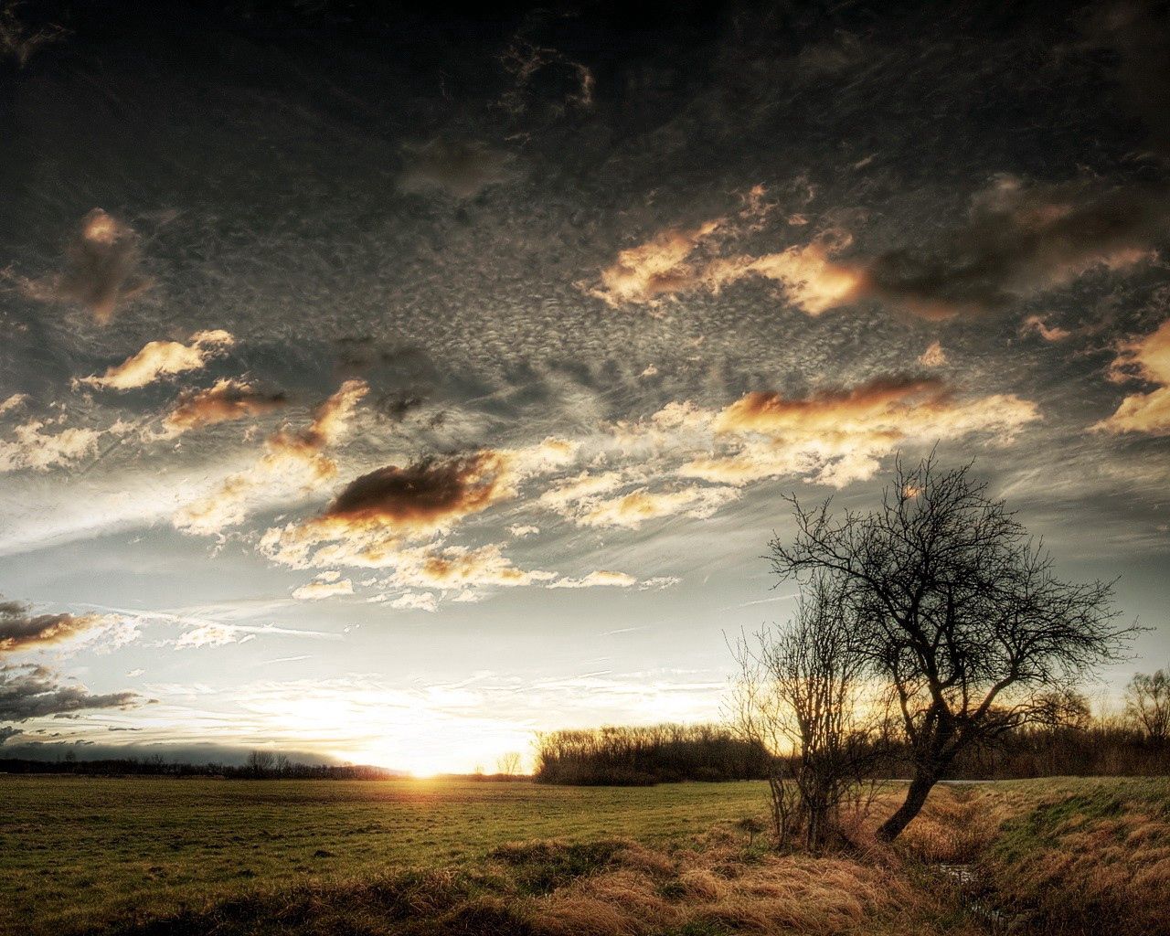 Download mobile wallpaper Grass, Sky, Clouds, Field, Wood, Nature, Tree, Sun for free.