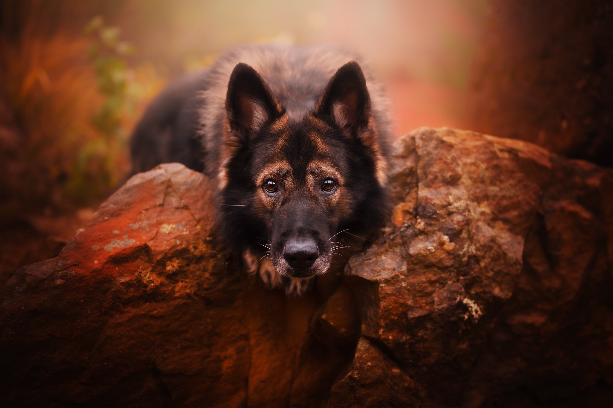 Download mobile wallpaper Dogs, Dog, Animal, German Shepherd, Stare for free.