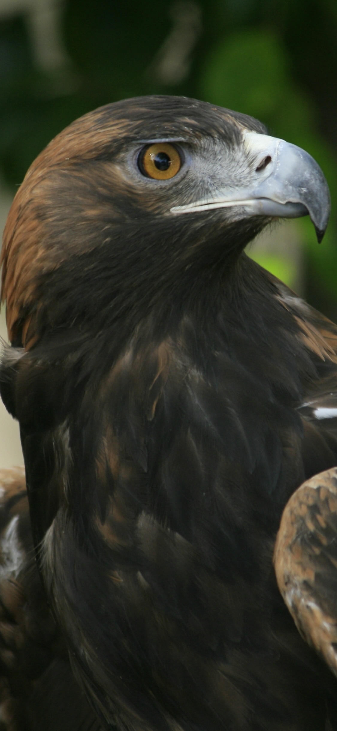 Download mobile wallpaper Birds, Animal, Eagle for free.