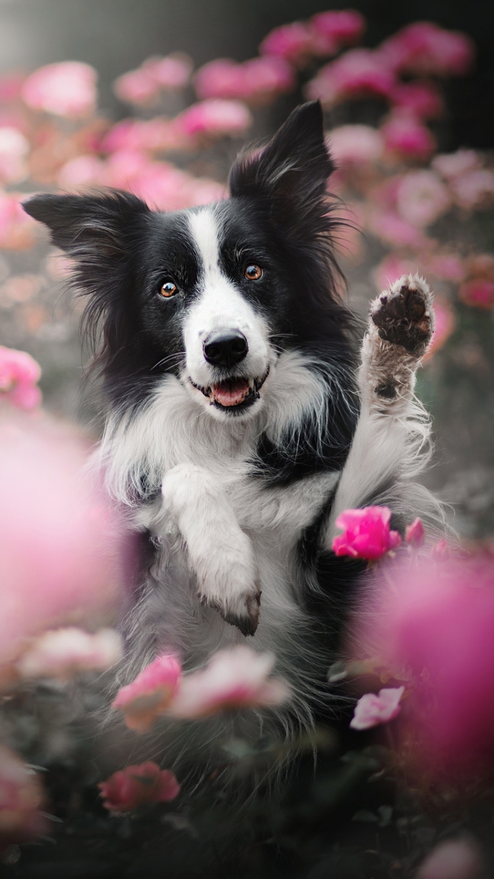 Handy-Wallpaper Tiere, Hunde, Blume, Hund, Border Collie kostenlos herunterladen.