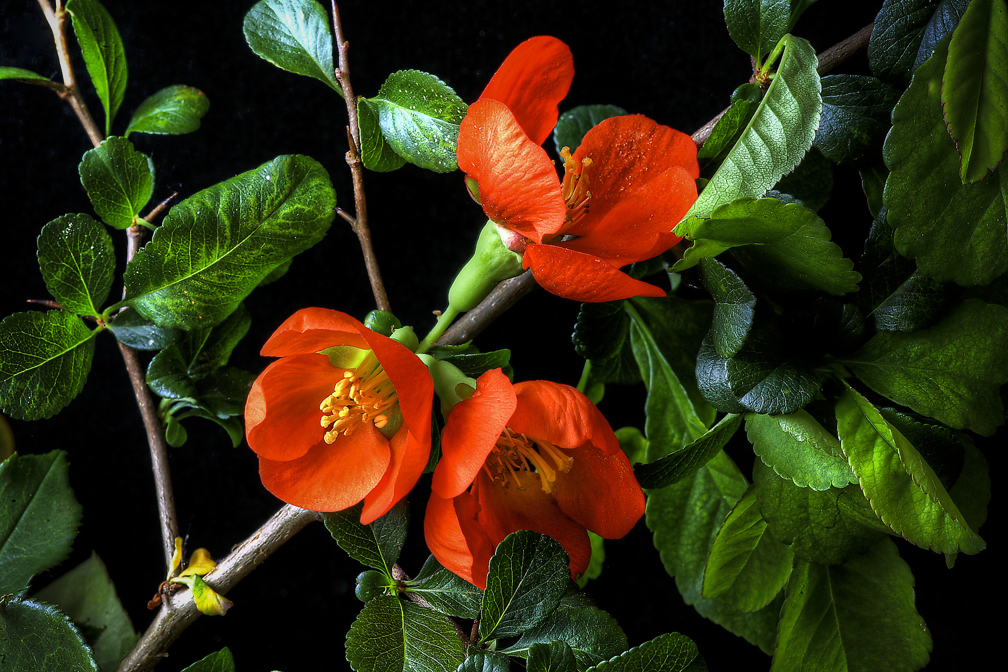 Laden Sie das Blumen, Blume, Blatt, Ast, Blüte, Erde/natur, Orangene Blume-Bild kostenlos auf Ihren PC-Desktop herunter