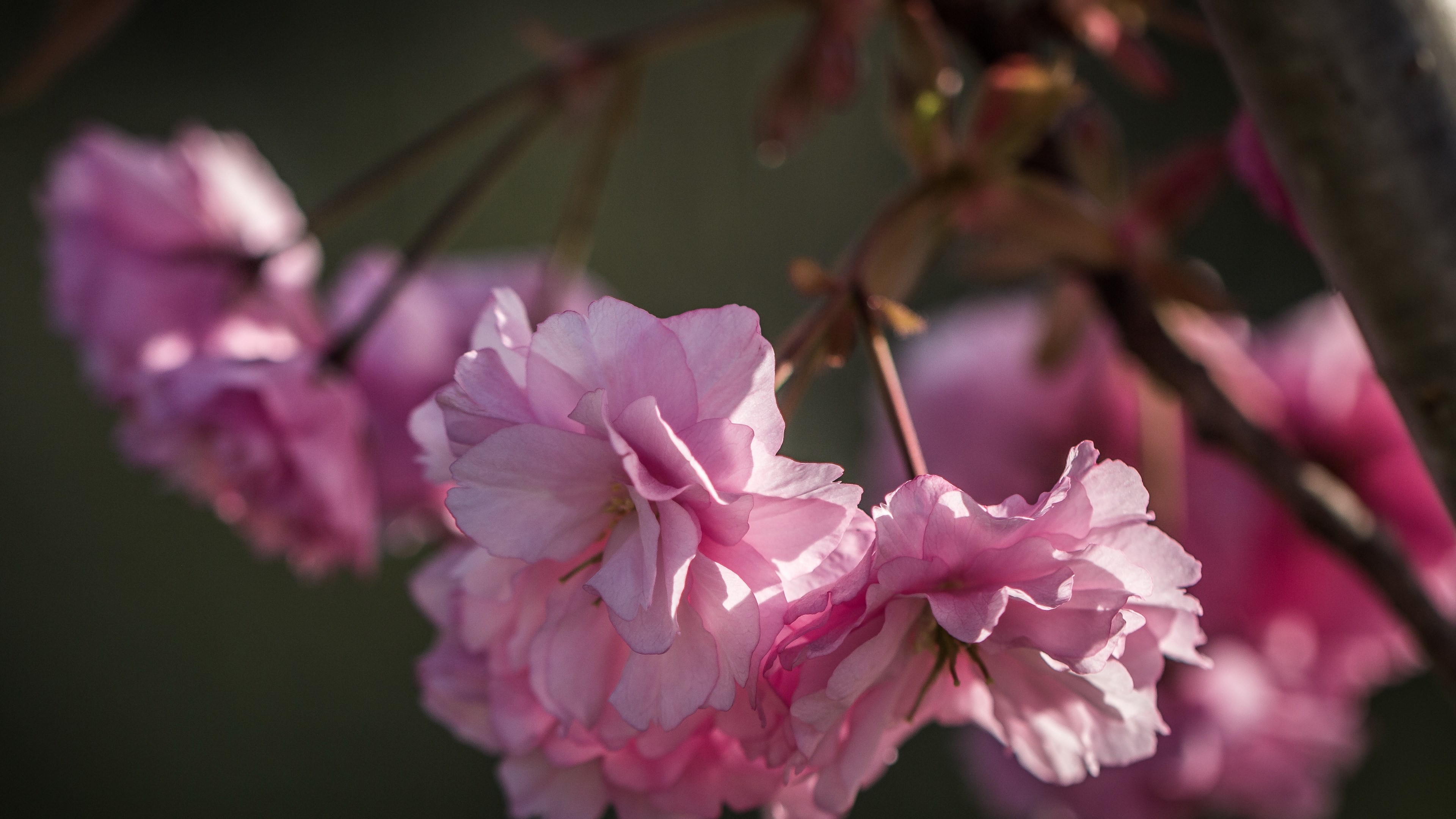Descarga gratis la imagen Sakura, Tierra/naturaleza en el escritorio de tu PC