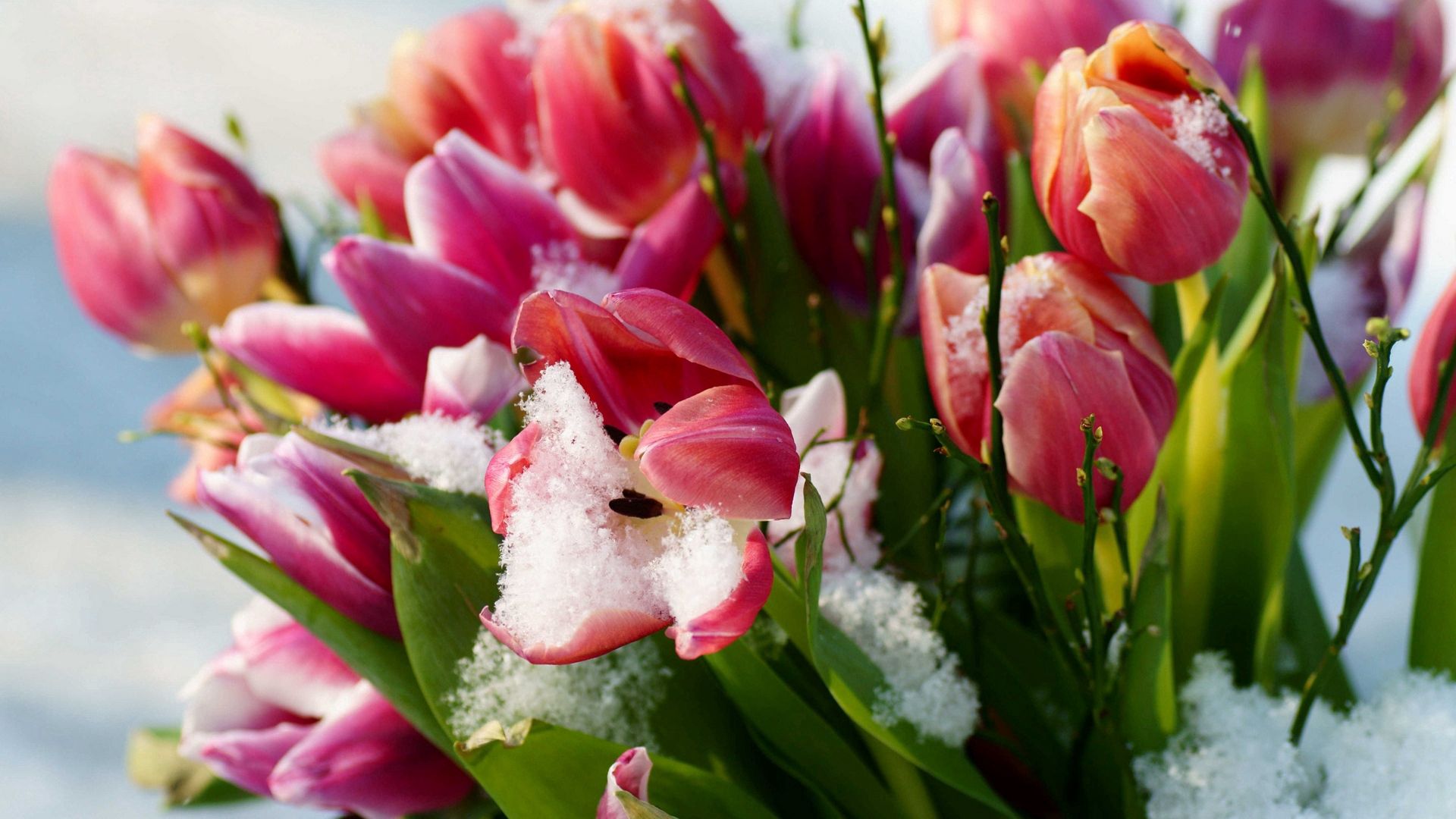 Download mobile wallpaper Snow, Macro, Petals, Tulips for free.
