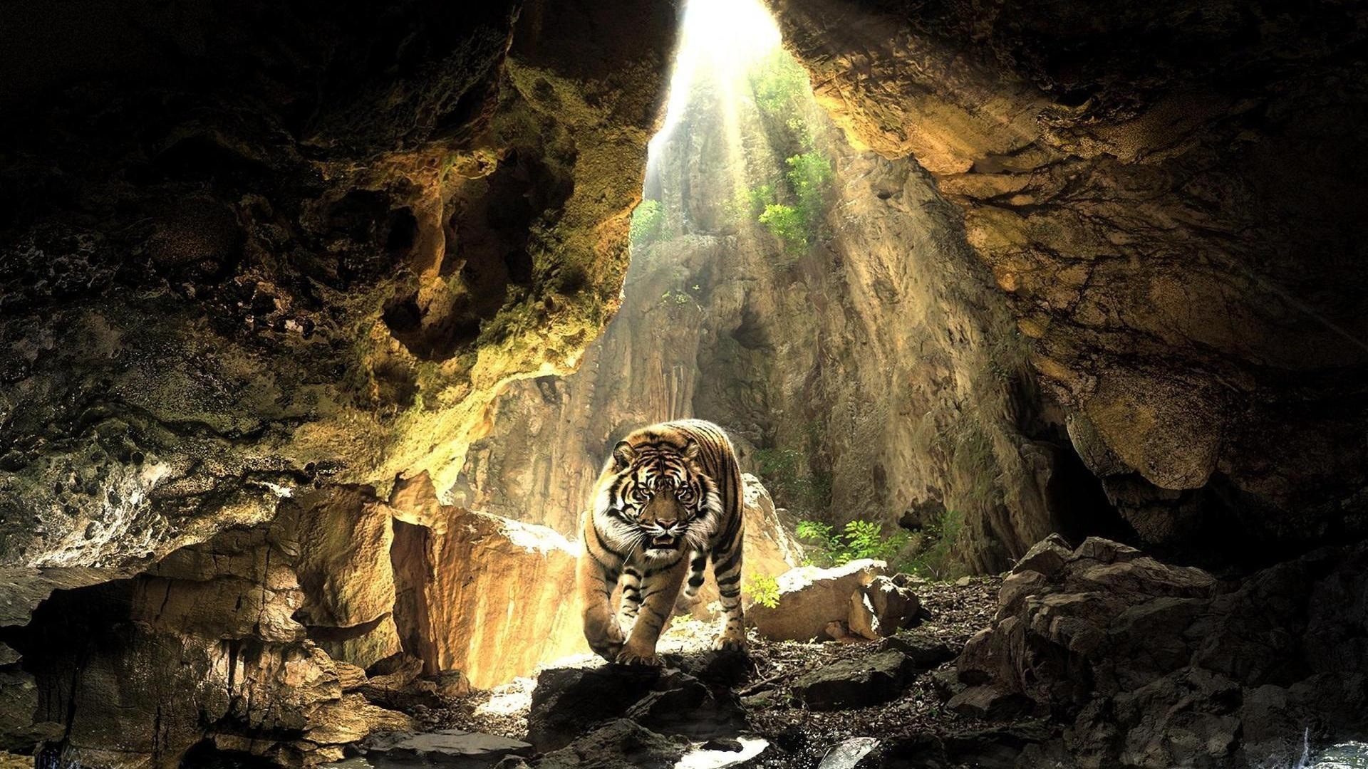 259701 скачать обои животные, тигр, кошки, пещера - заставки и картинки бесплатно