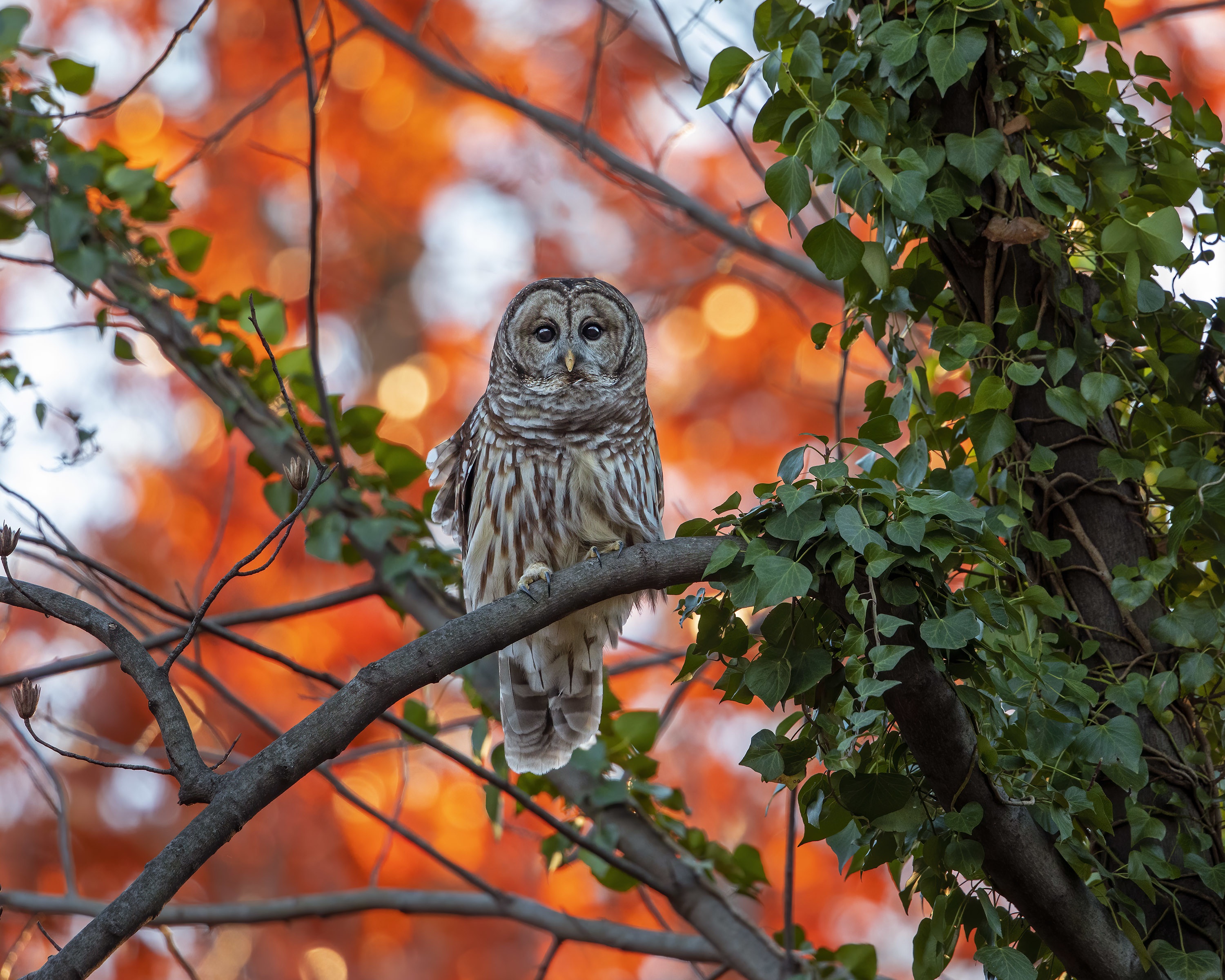 無料モバイル壁紙動物, 鳥, フクロウをダウンロードします。