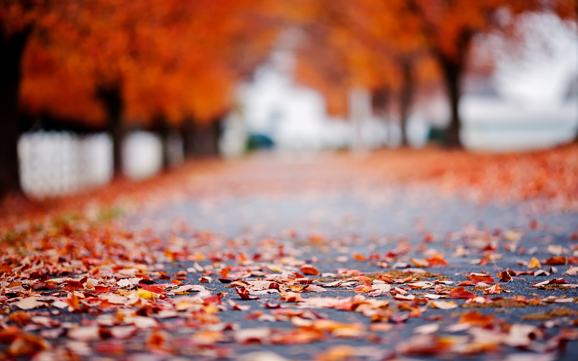 Free download wallpaper Road, Tree, Blur, Leaf, Fall, Bokeh, Photography on your PC desktop
