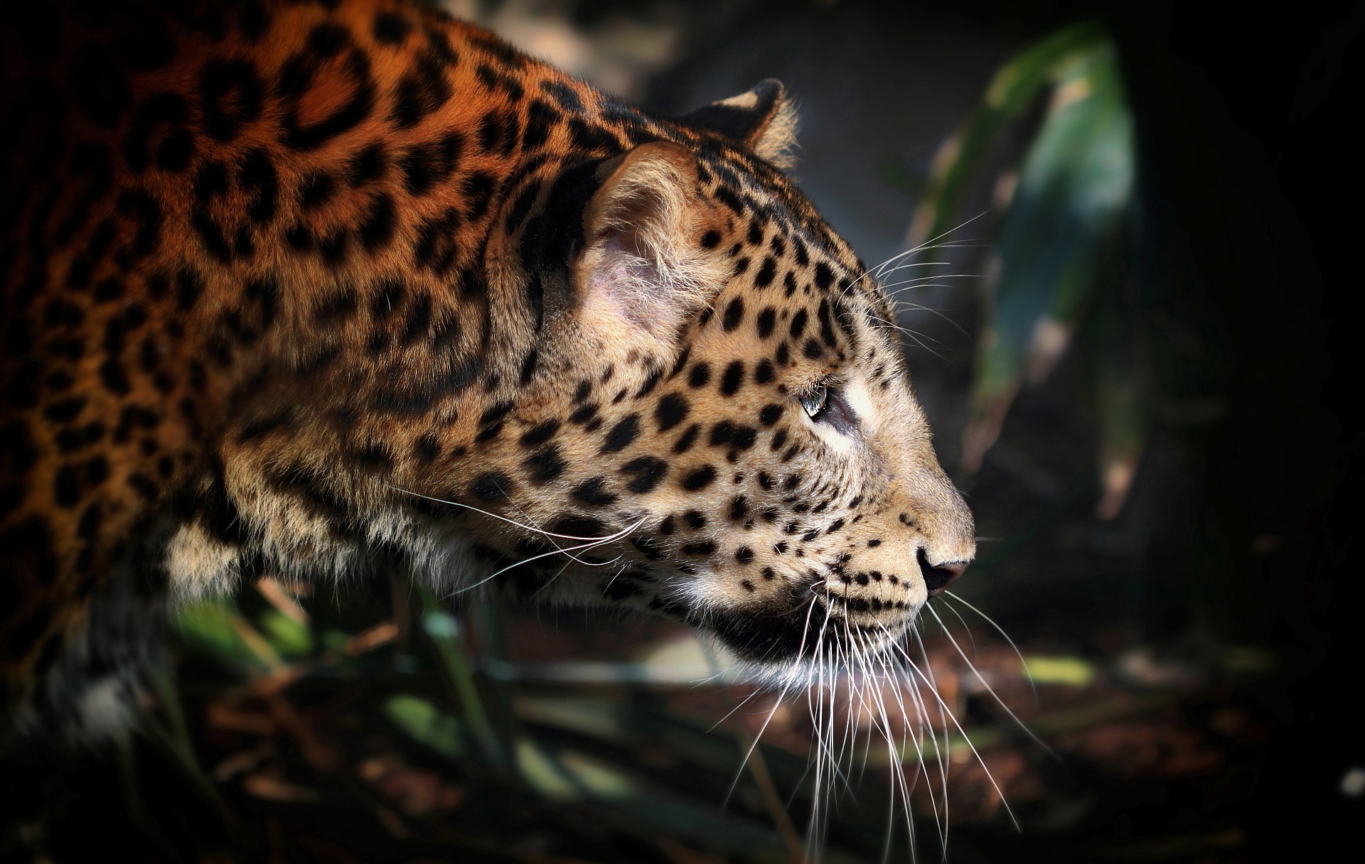 Free download wallpaper Cats, Leopard, Animal on your PC desktop