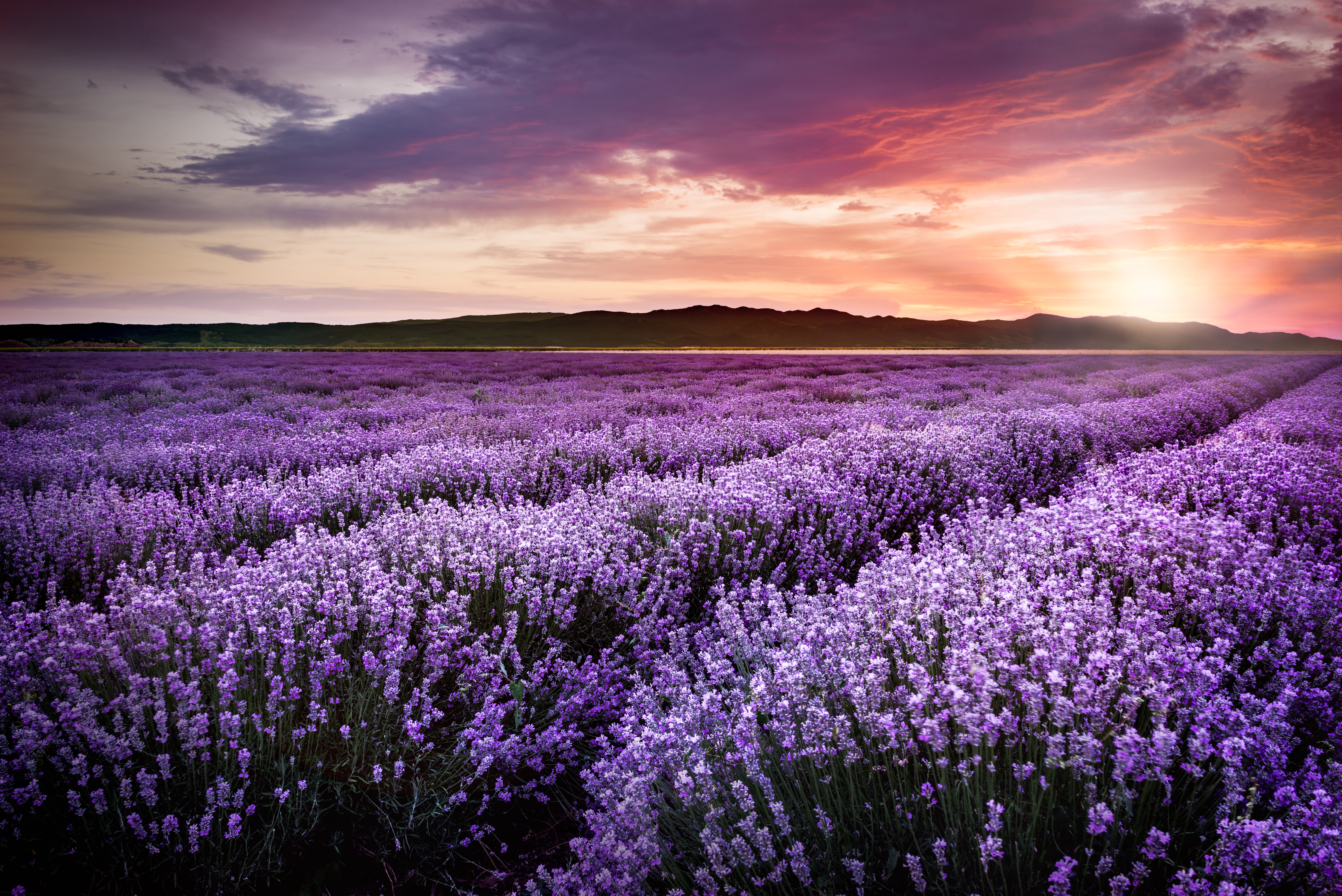 Download mobile wallpaper Nature, Flowers, Sunset, Flower, Earth, Field, Lavender, Purple Flower for free.