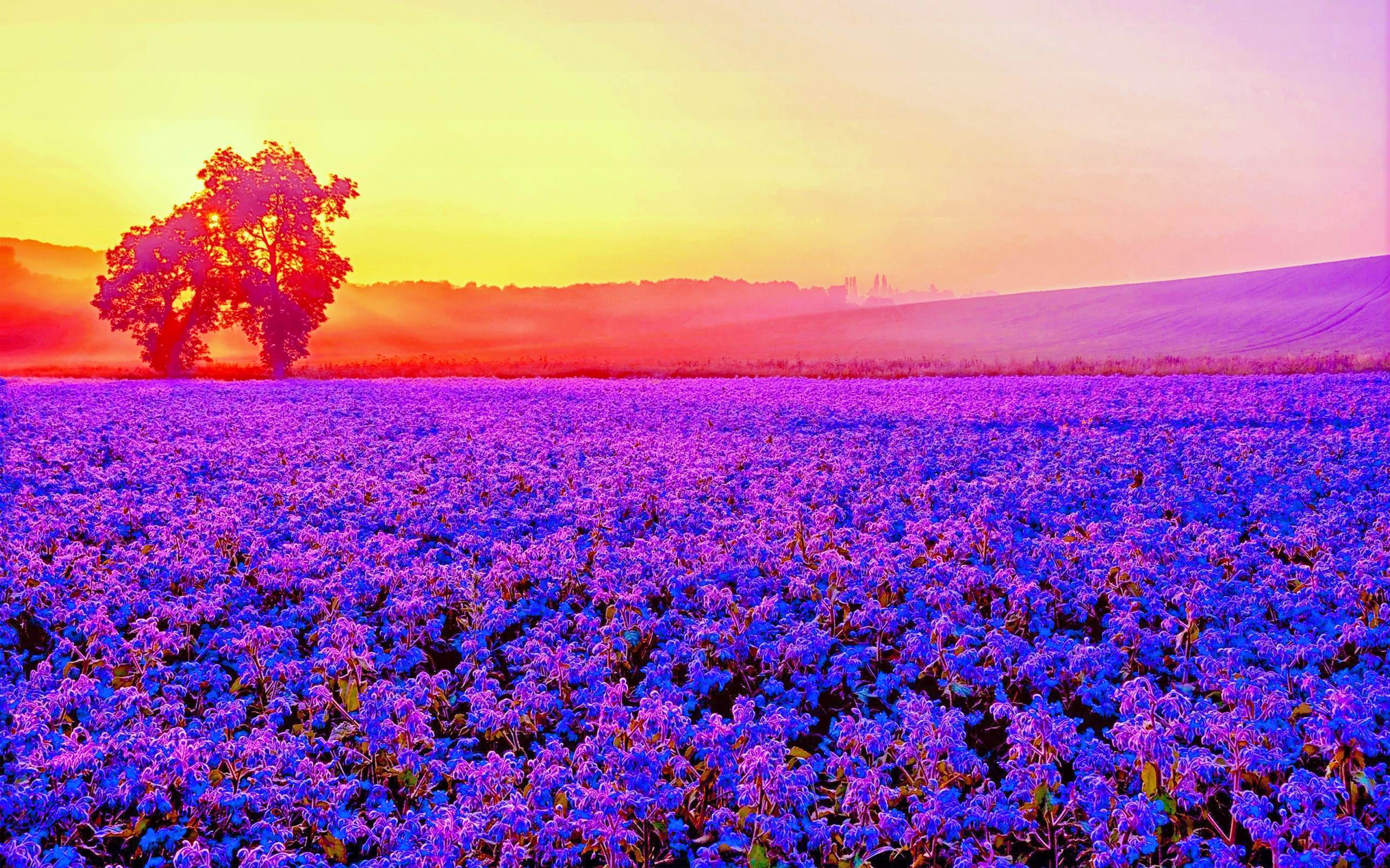 Descarga gratis la imagen Amanecer, Horizonte, Campo, Vistoso, Lavanda, Pintoresco, Tierra/naturaleza, Puesta De Sol en el escritorio de tu PC