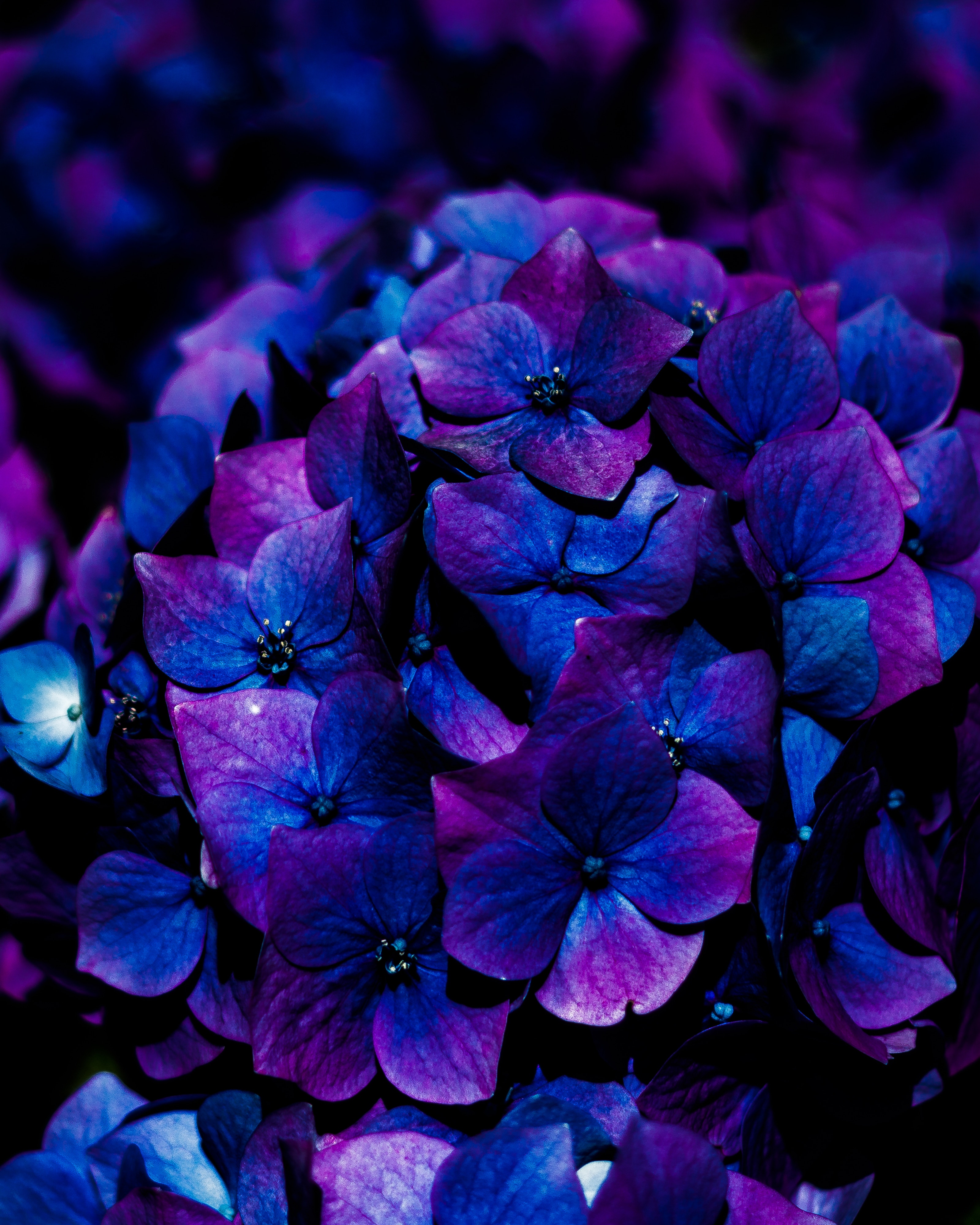 flowering, bloom, blue, flowers, hydrangea, inflorescence