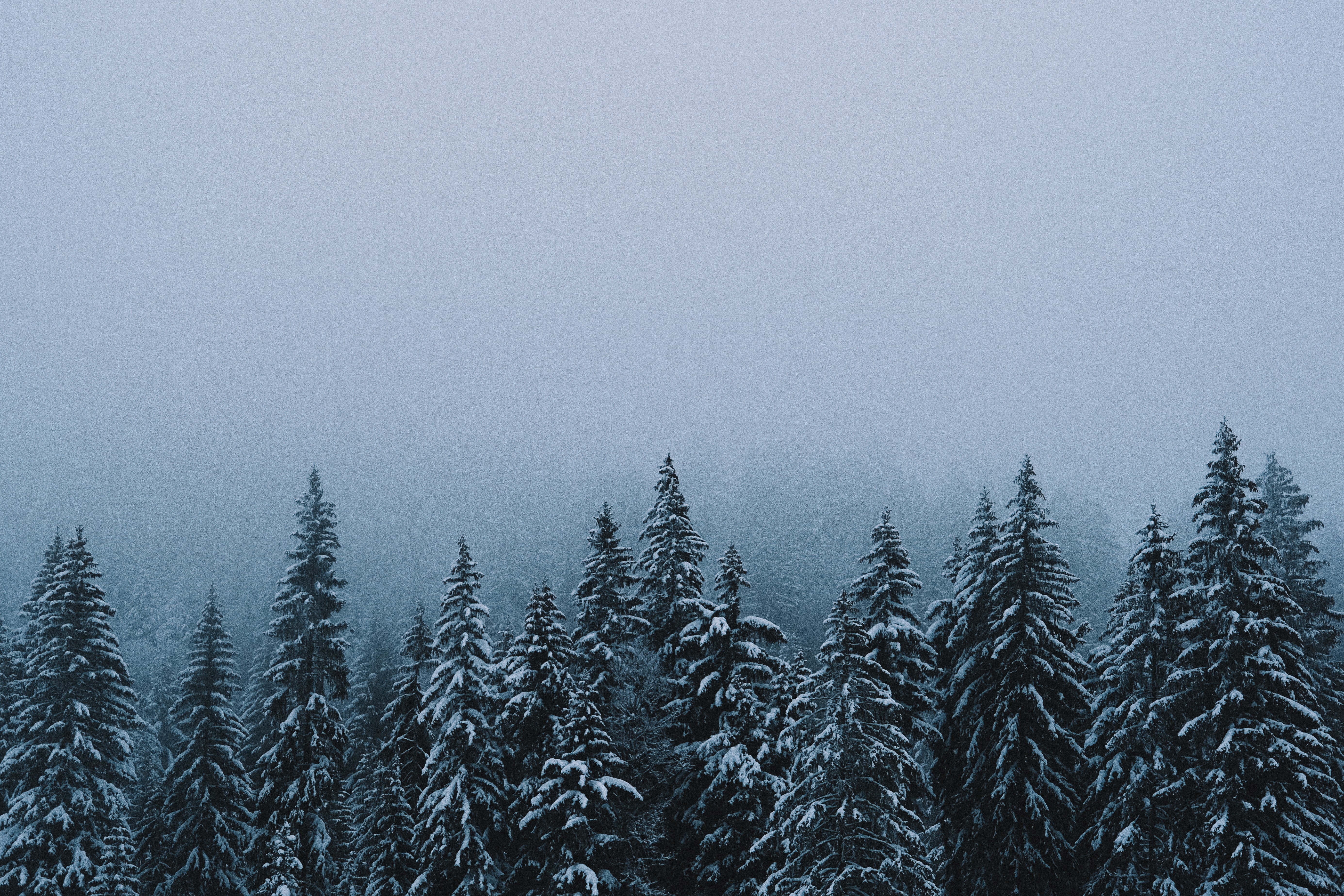 Download mobile wallpaper Forest, Snow, Fir Trees, Winter, Trees, Nature for free.