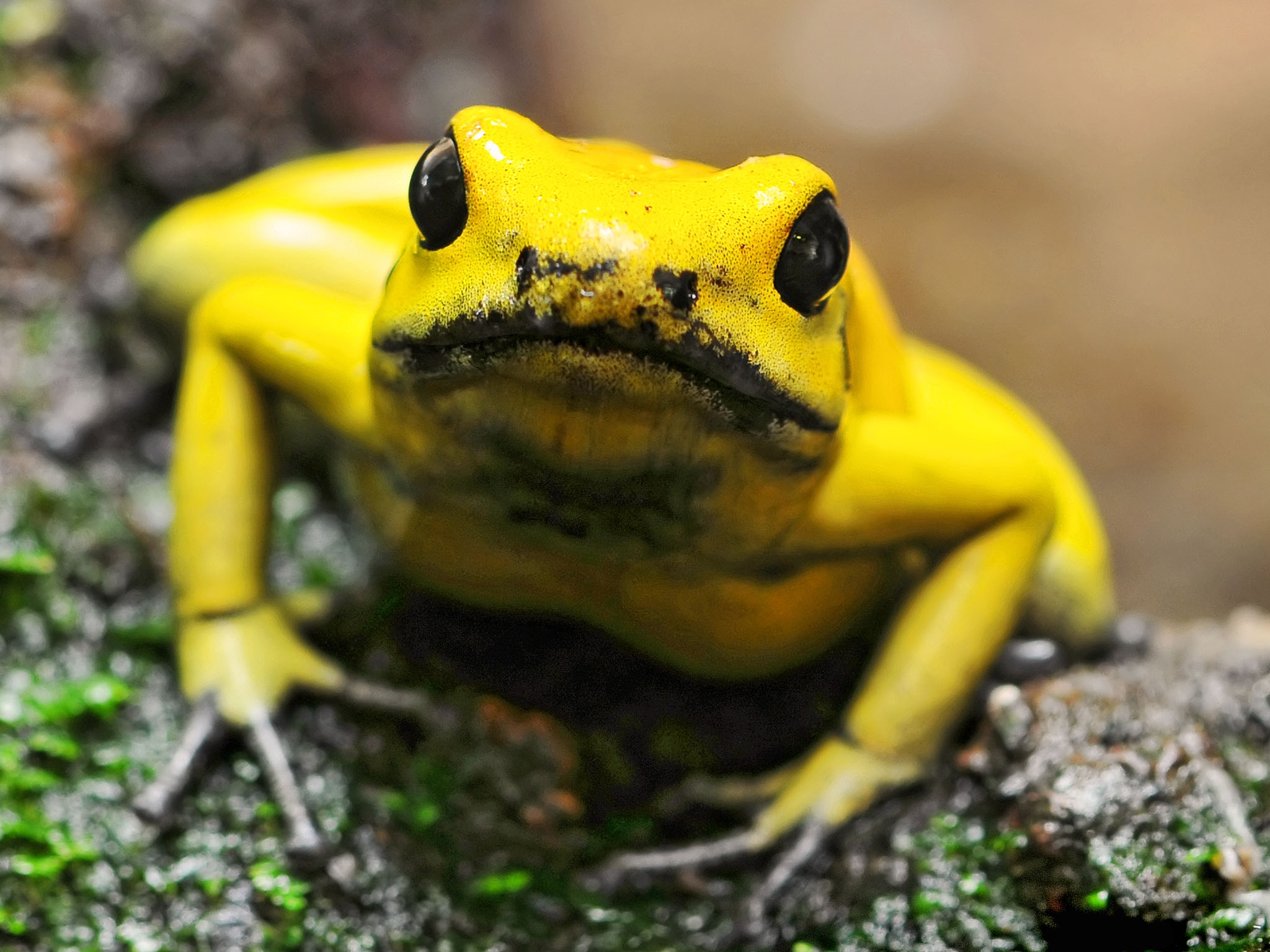 PCデスクトップに動物, カエル, 黄金の毒蛙画像を無料でダウンロード