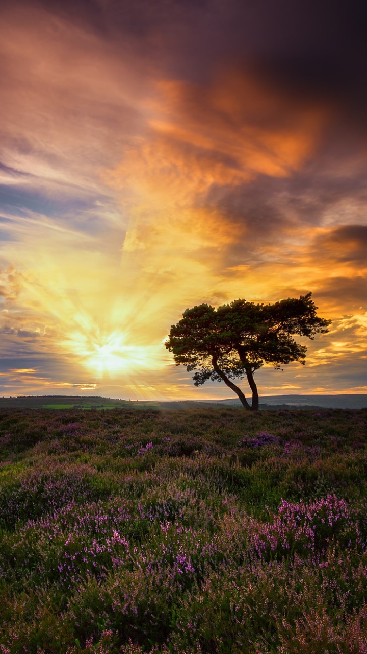 Descarga gratuita de fondo de pantalla para móvil de Paisaje, Naturaleza, Horizonte, Árbol, Nube, Tierra/naturaleza.