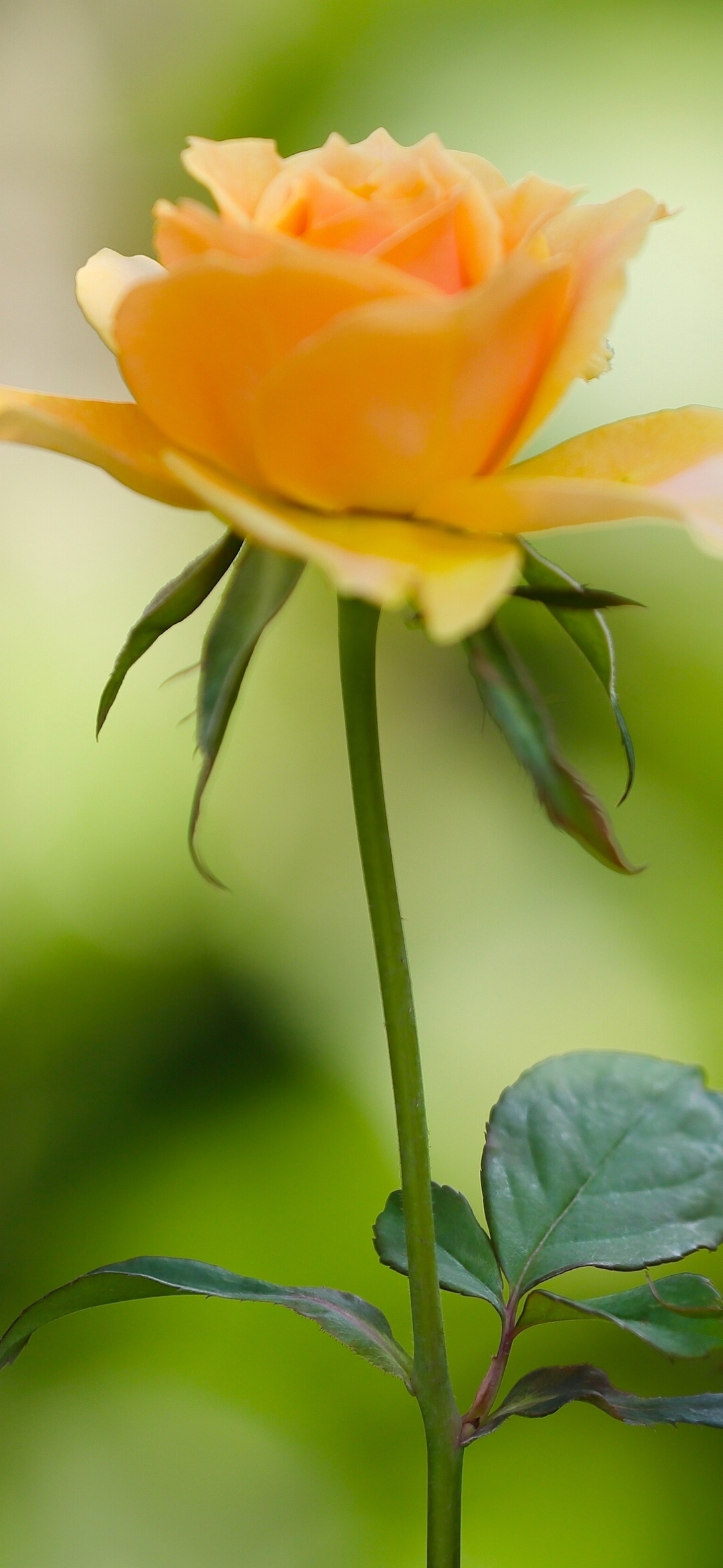 Descarga gratuita de fondo de pantalla para móvil de Naturaleza, Flores, Rosa, Flor, Flor Amarilla, Tierra/naturaleza.