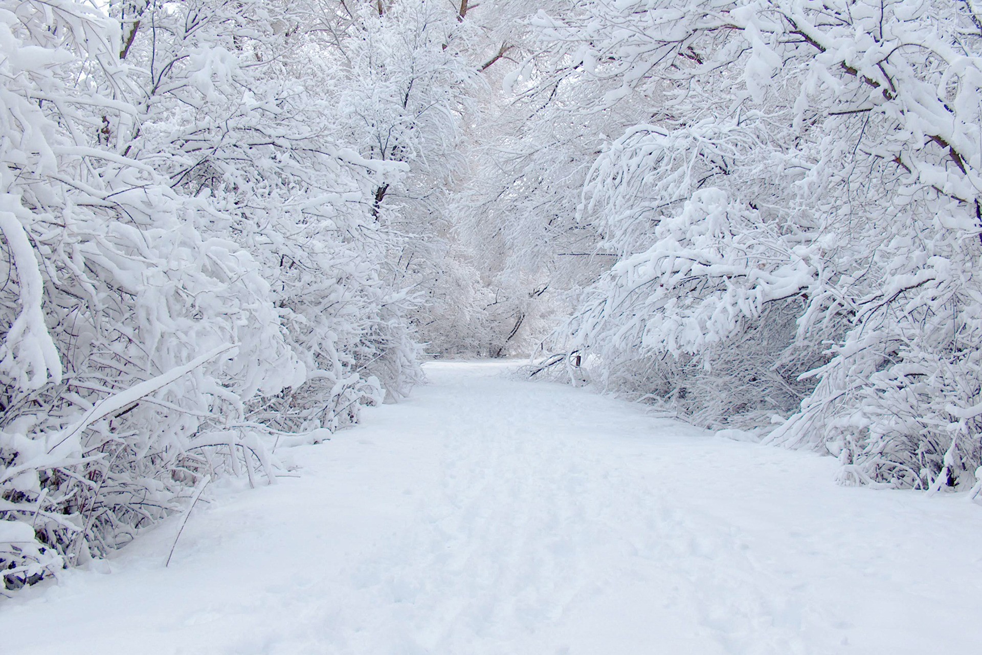 white, winter, snow, earth, path, road Desktop home screen Wallpaper