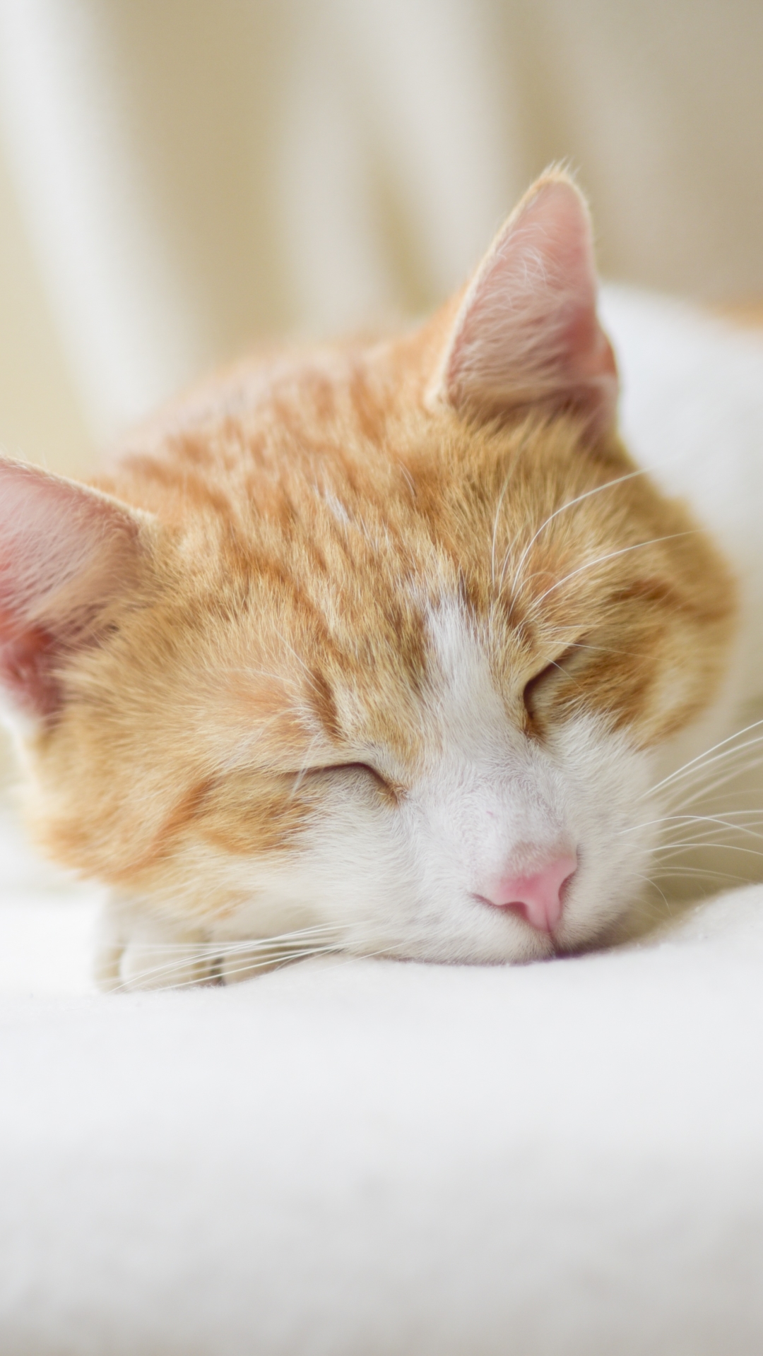 Download mobile wallpaper Cats, Cat, Animal, Sleeping for free.