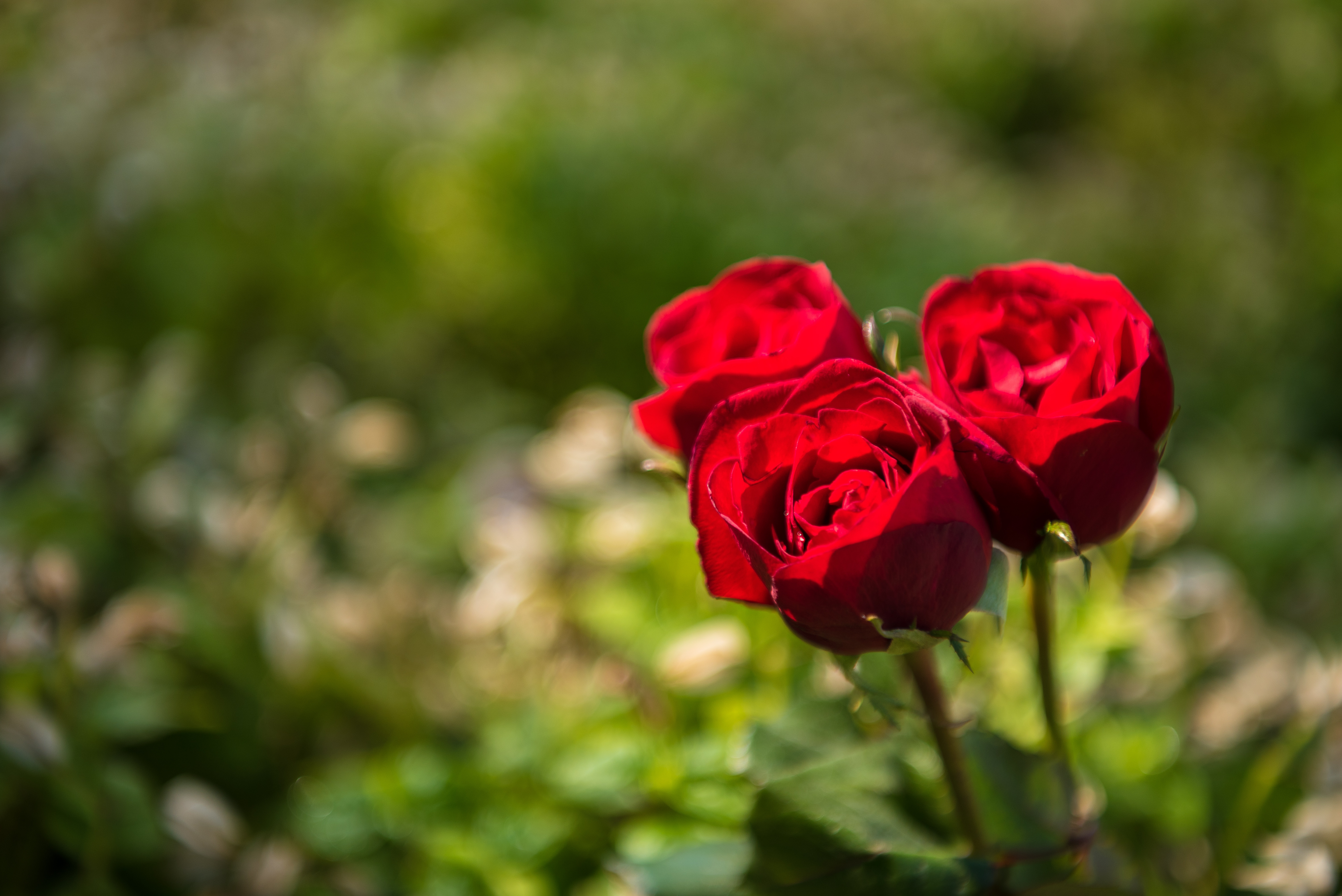 Téléchargez gratuitement l'image Fleurs, Rose, Rose Rouge, Fleur Rouge, La Nature, Terre/nature sur le bureau de votre PC