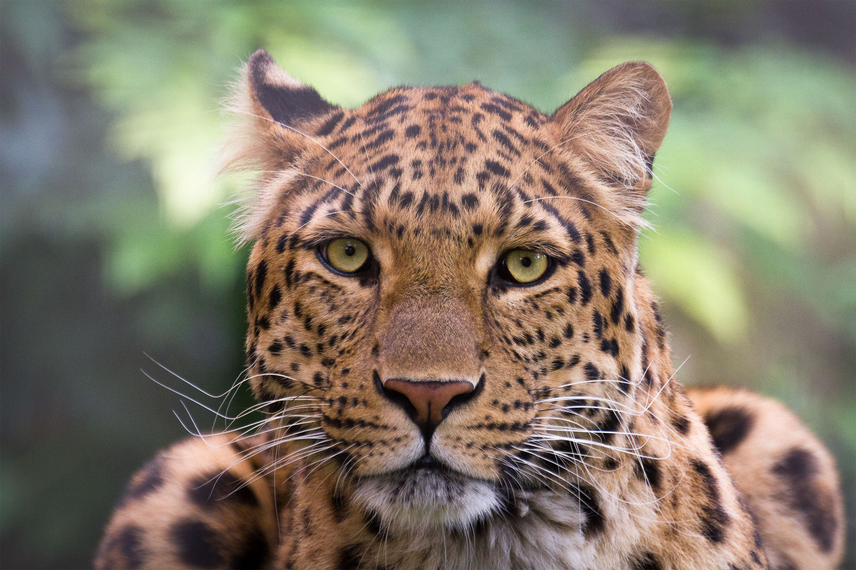 Laden Sie das Tiere, Katzen, Leopard, Bokeh-Bild kostenlos auf Ihren PC-Desktop herunter