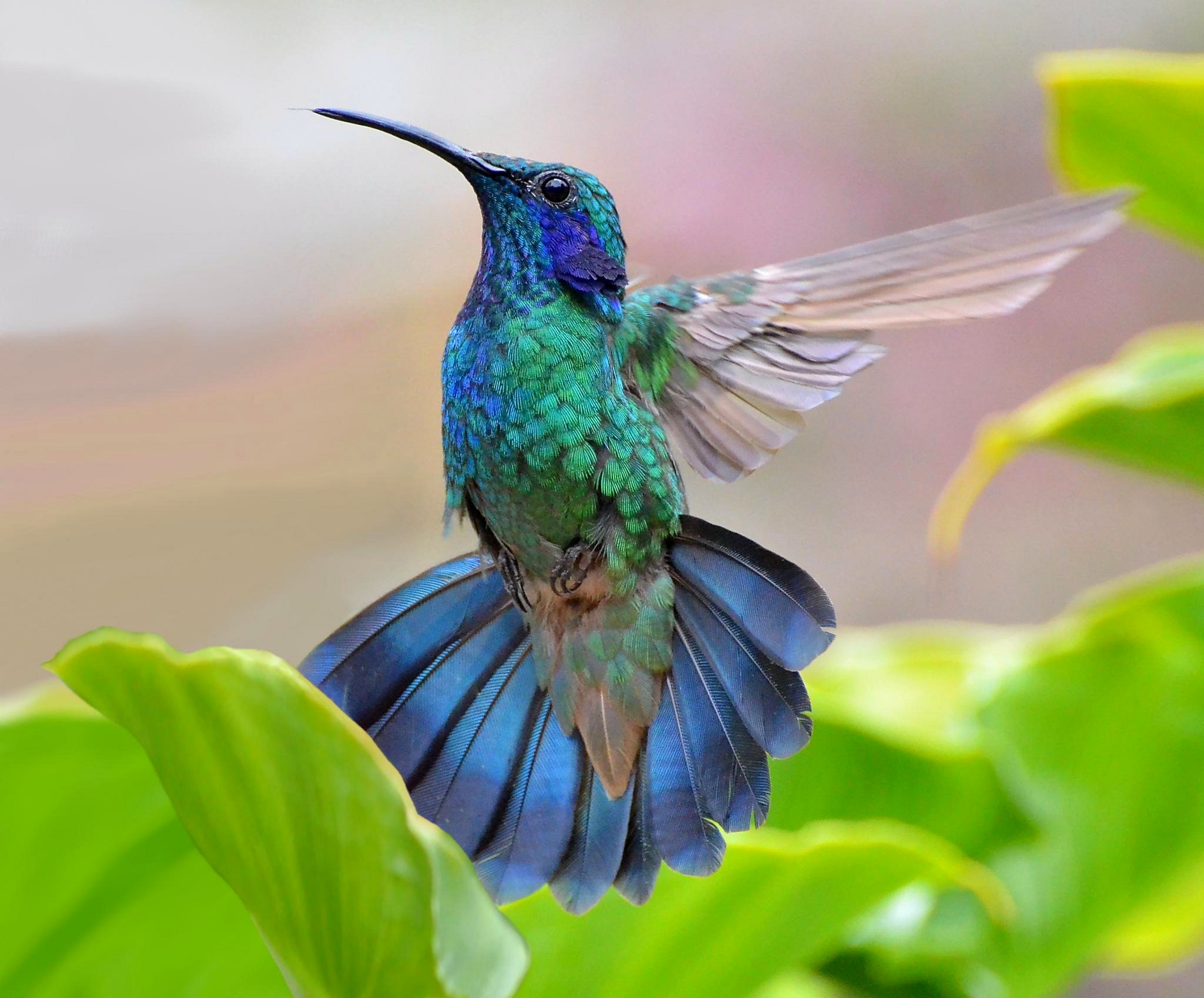 Free download wallpaper Birds, Bird, Close Up, Animal, Hummingbird on your PC desktop