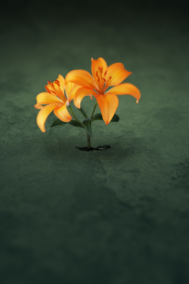 Download mobile wallpaper Flowers, Flower, Lily, Artistic for free.