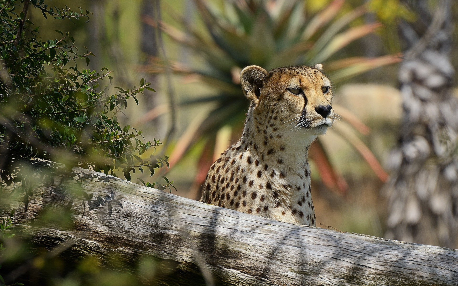 Handy-Wallpaper Tiere, Gepard kostenlos herunterladen.