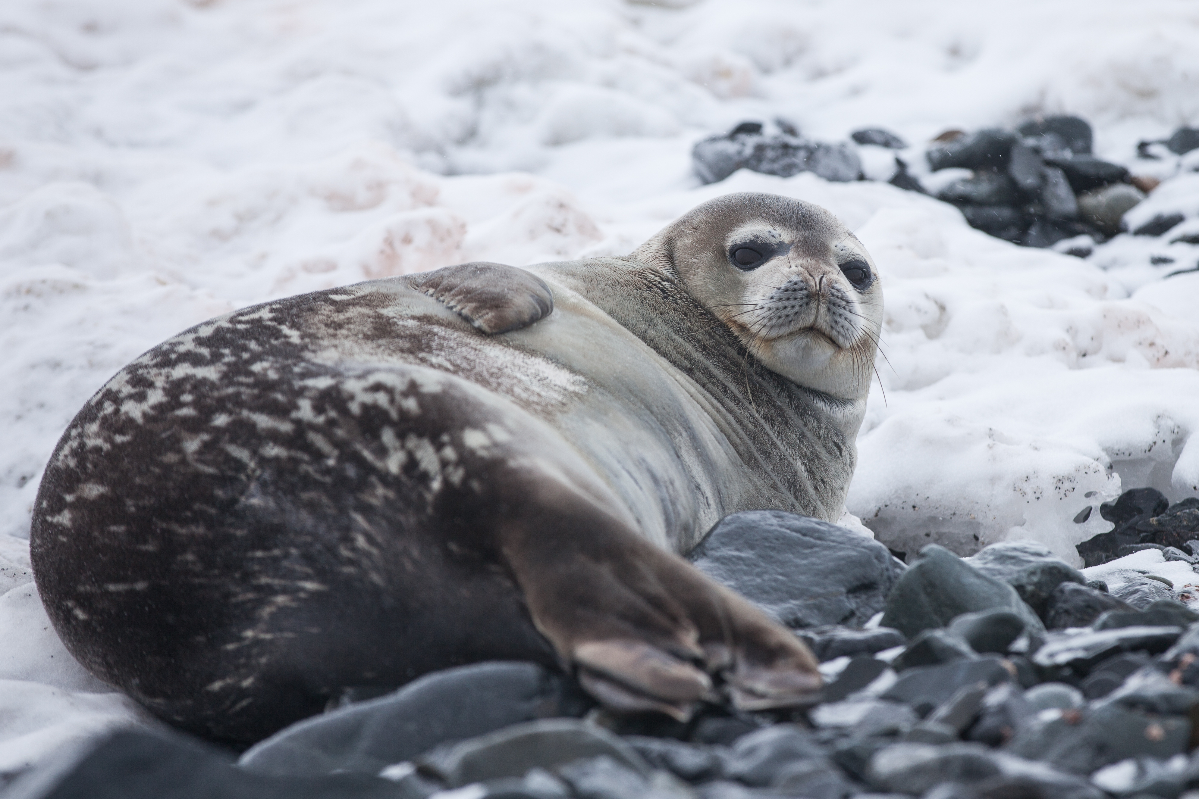 112359 скачать обои тюлень, животные, лежит, толстый - заставки и картинки бесплатно