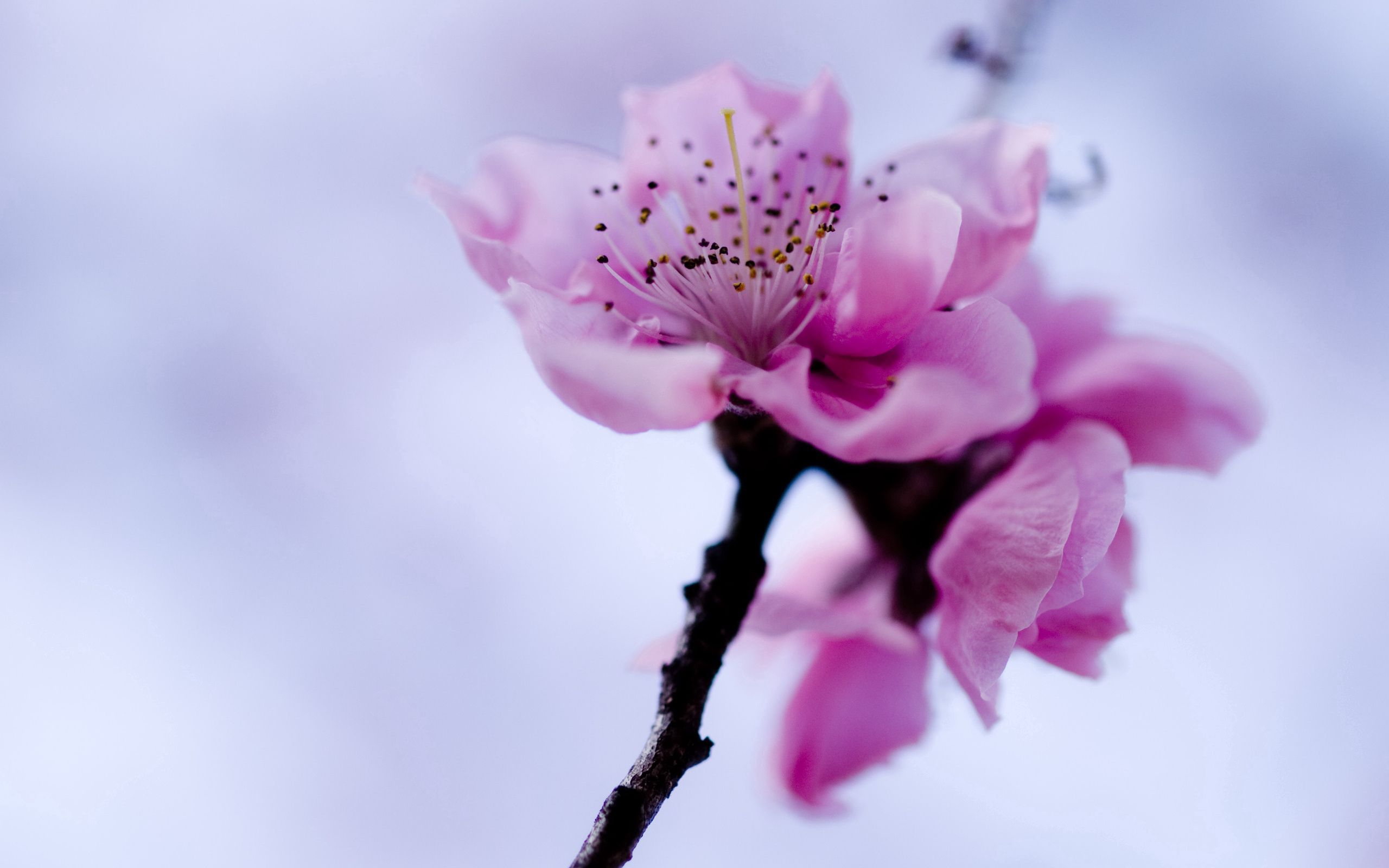 Download mobile wallpaper Spring, Branch, Macro, Bloom, Flowering, Plant, Flower for free.