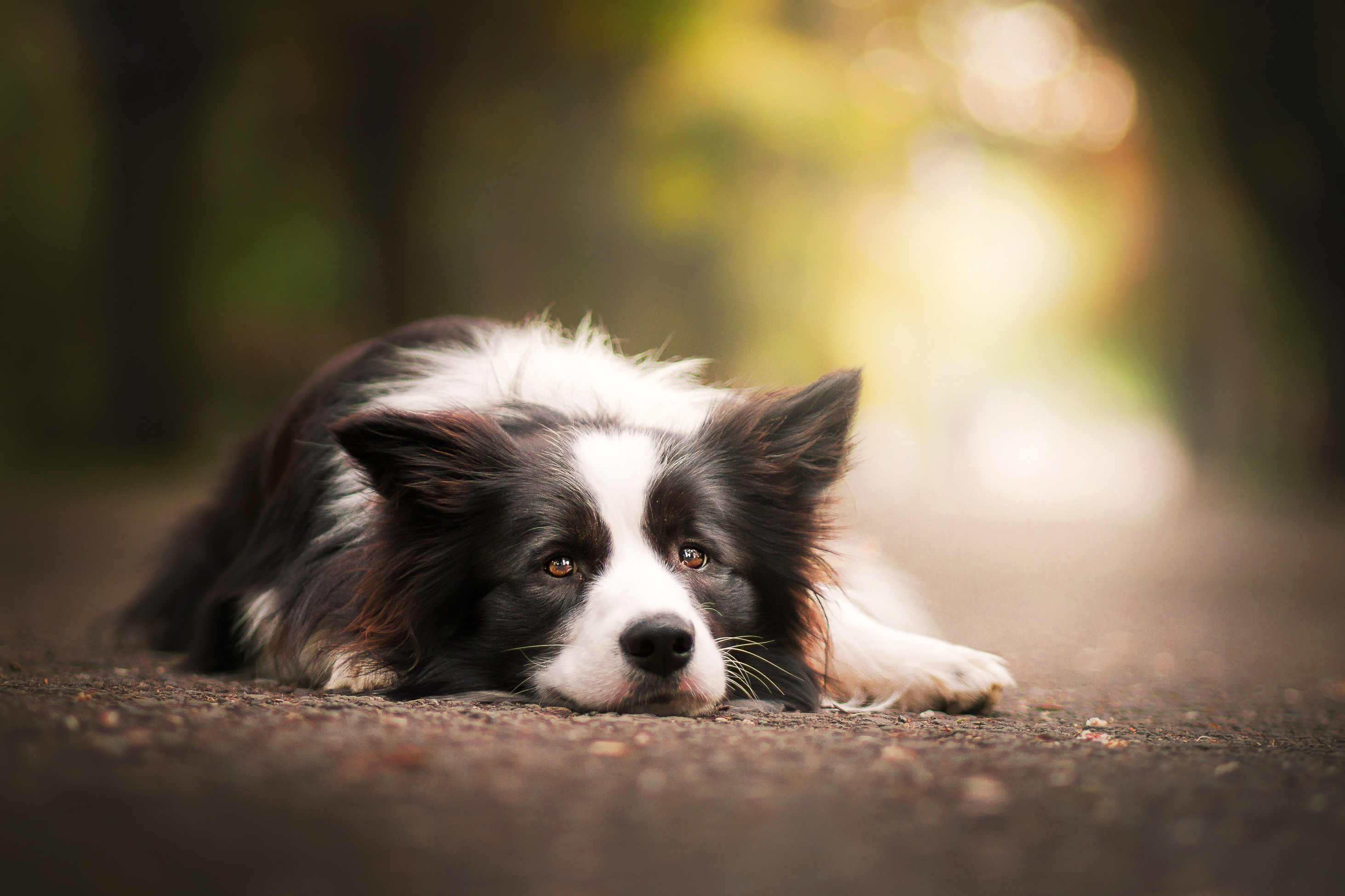 PCデスクトップに動物, 犬, ボーダーコリー, 休憩中画像を無料でダウンロード